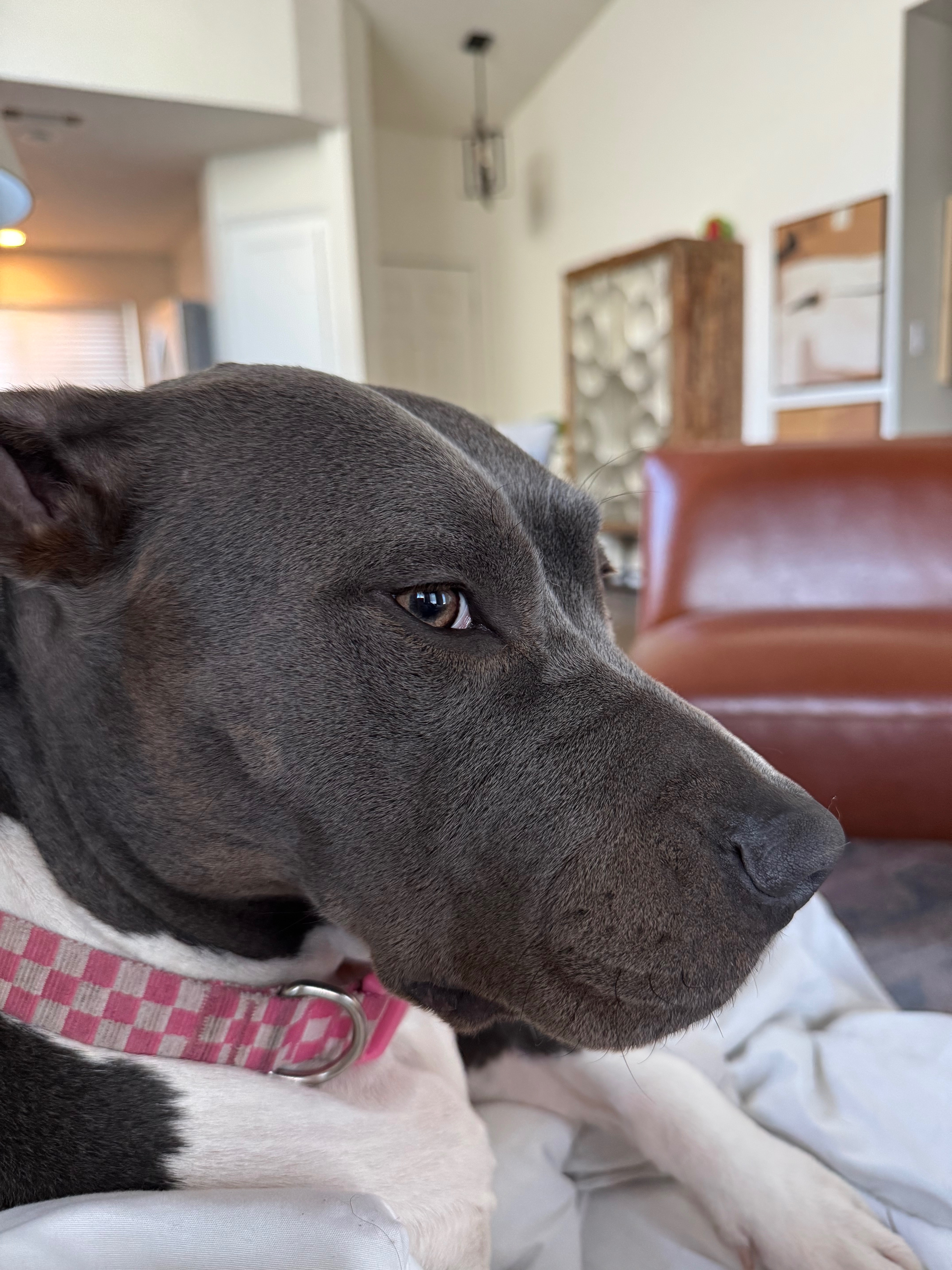 Save Domino: Urgent Surgery Needed campaign photo, 6 of 8
