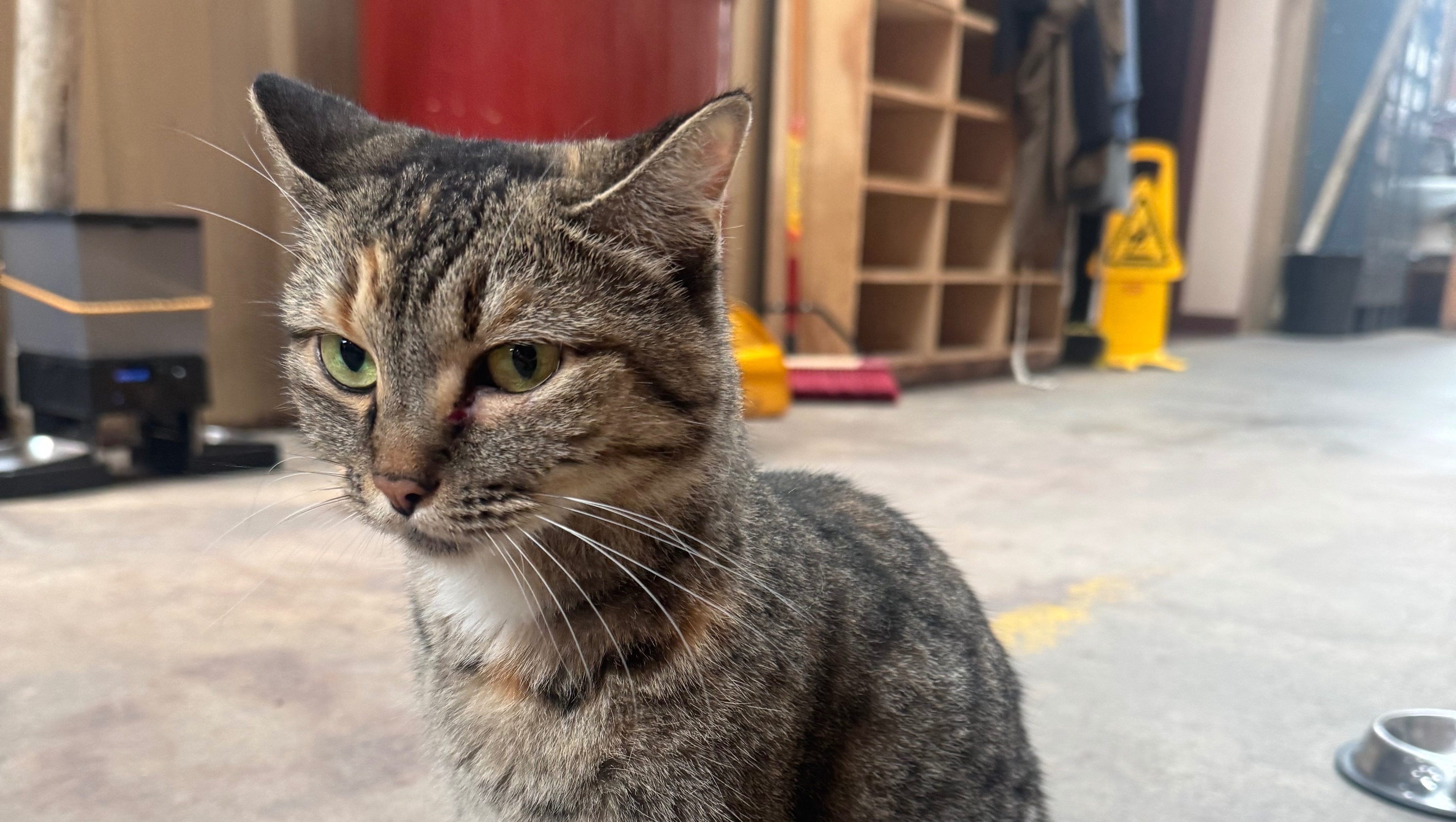 Help Michi Heal After Emergency Surgery pinned link photo