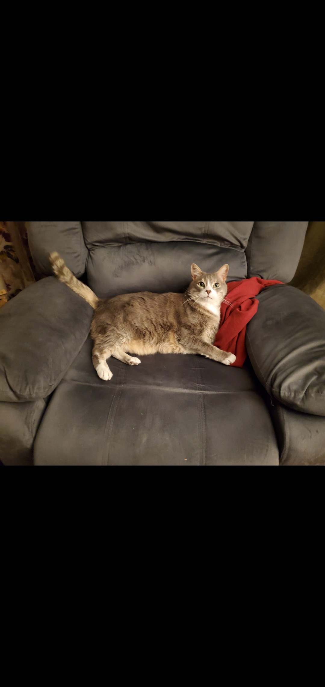Milo's surgery campaign photo, 6 of 7
