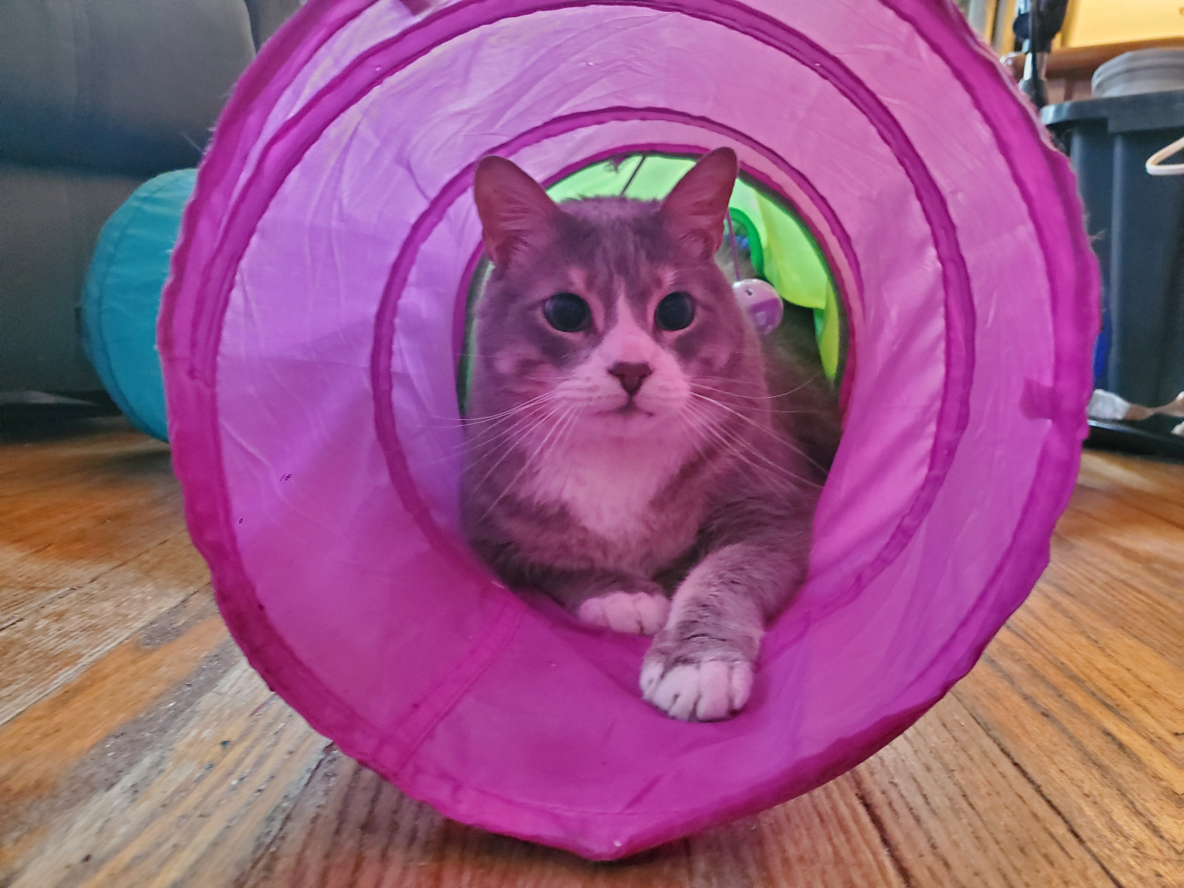 Milo's surgery campaign photo, 2 of 7