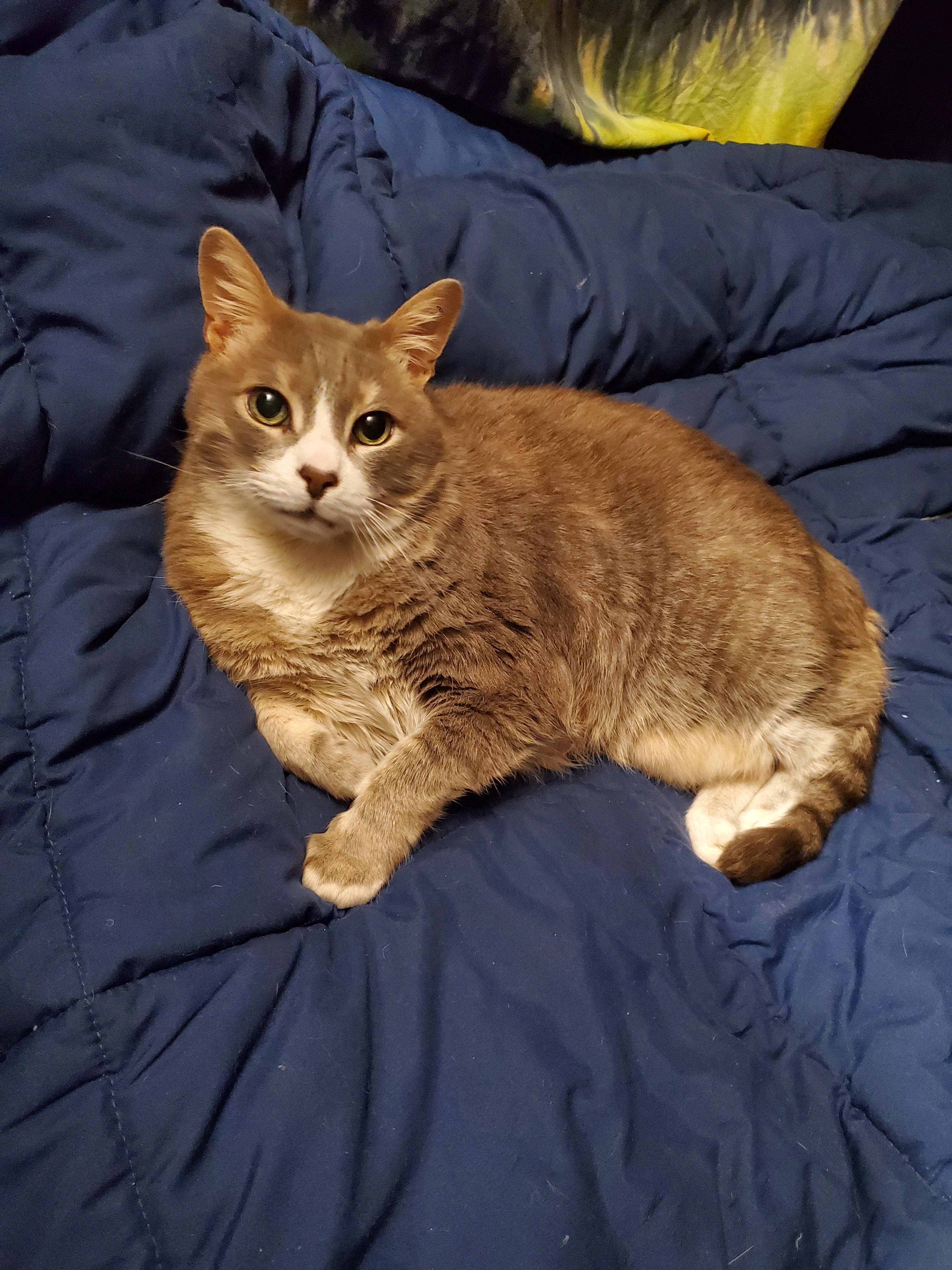 Milo's surgery campaign photo, 4 of 7