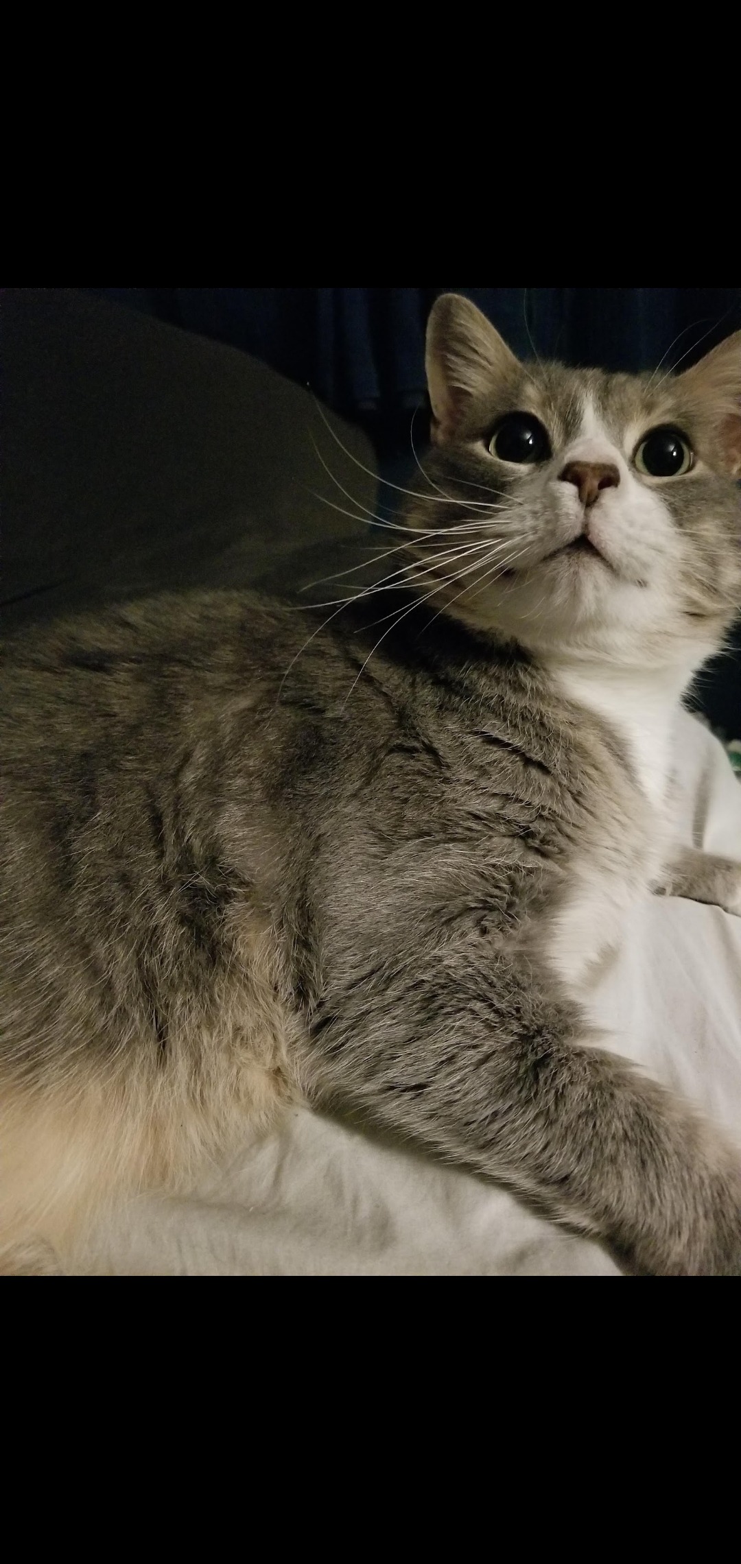 Milo's surgery campaign photo, 5 of 7