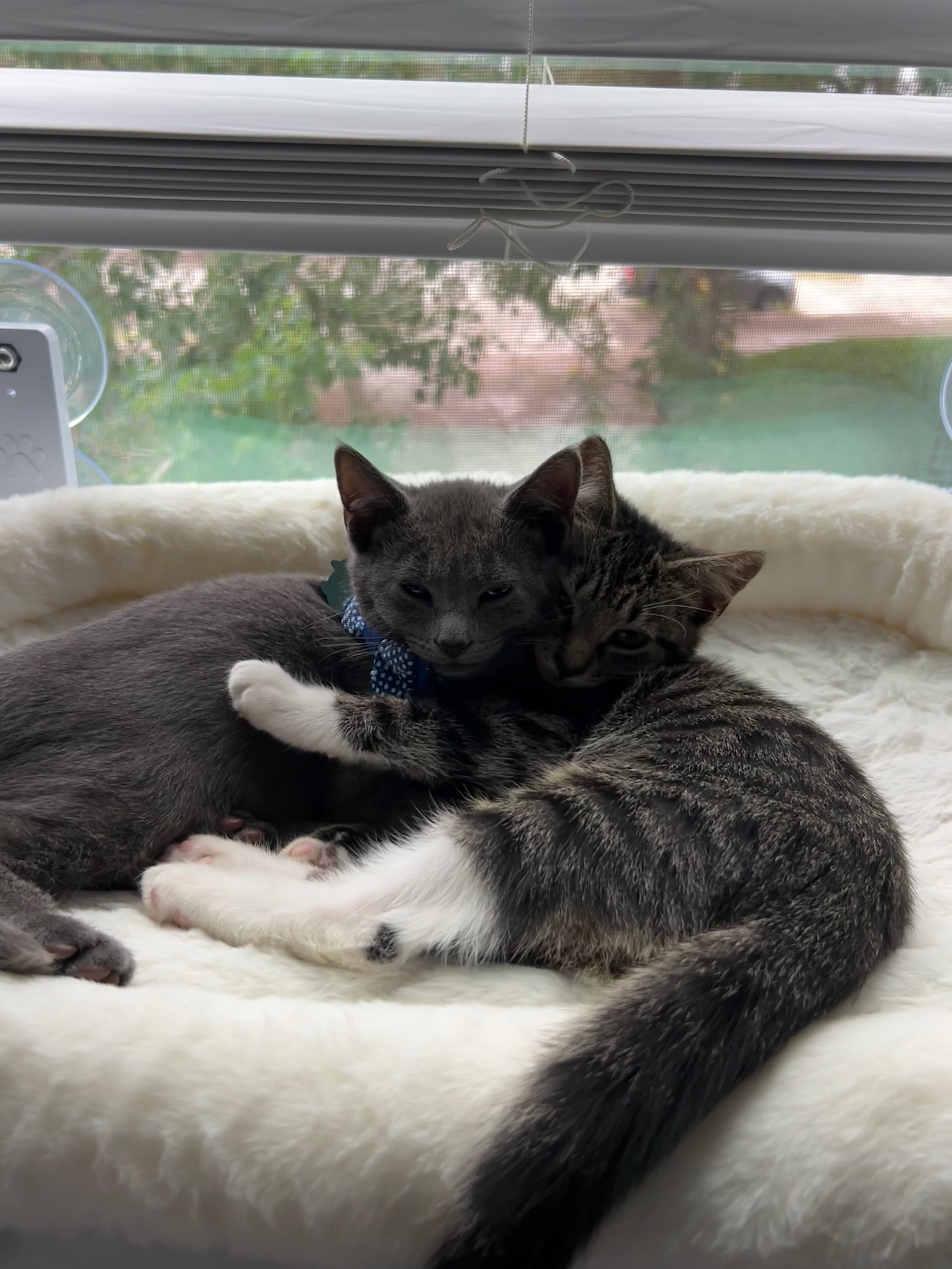Save My Furniture… Help Neuter Vinnie & Vito! campaign photo, 7 of 8