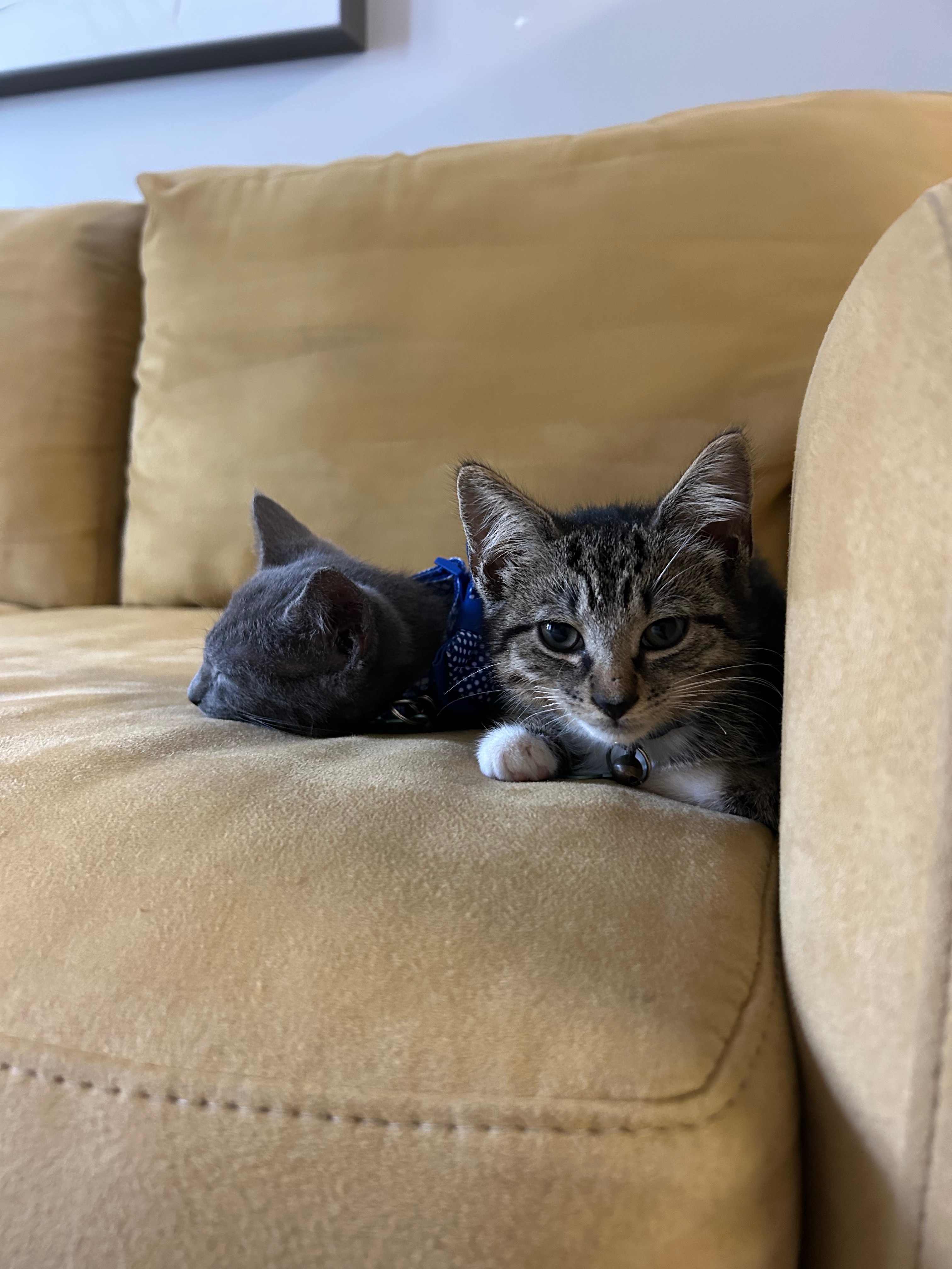 Save My Furniture… Help Neuter Vinnie & Vito! campaign photo, 2 of 8