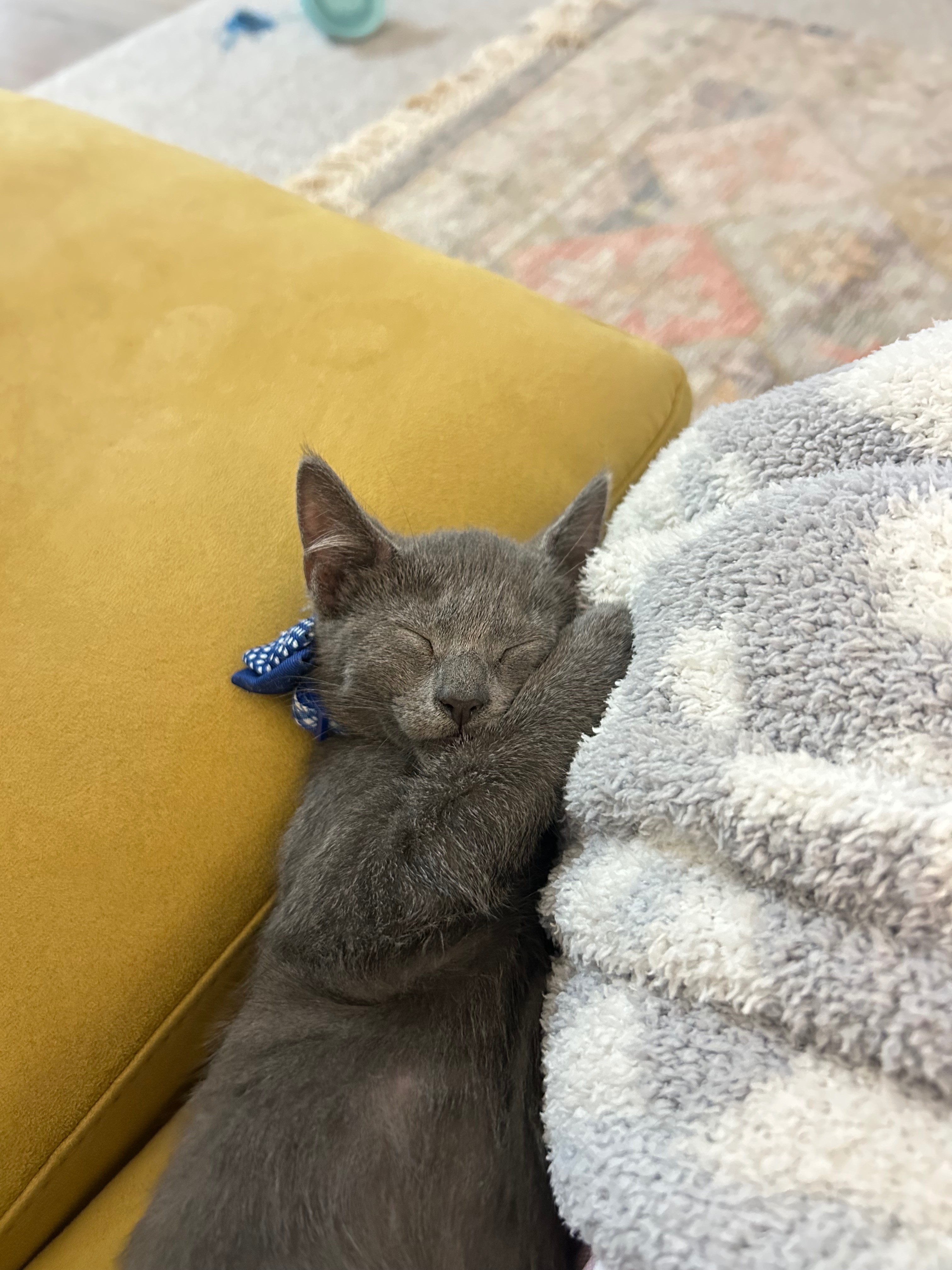 Save My Furniture… Help Neuter Vinnie & Vito! campaign photo, 5 of 8