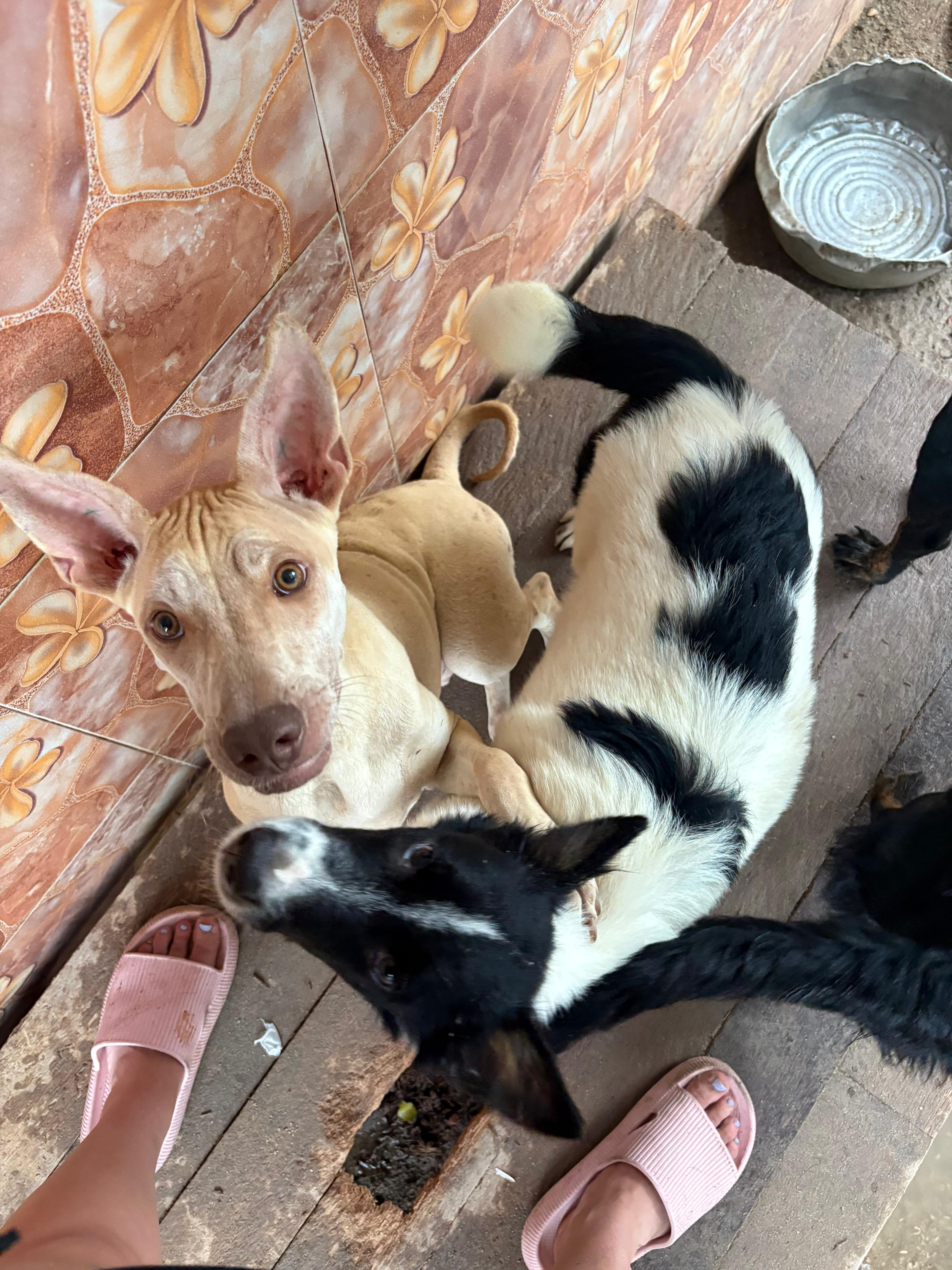 Lasst uns gemeinsam Pfötchen helfen ♥️ campaign photo, 5 of 7