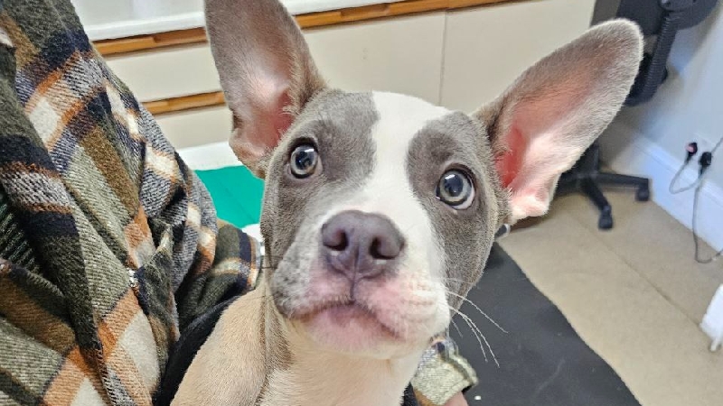 Help puppy Max through amputation