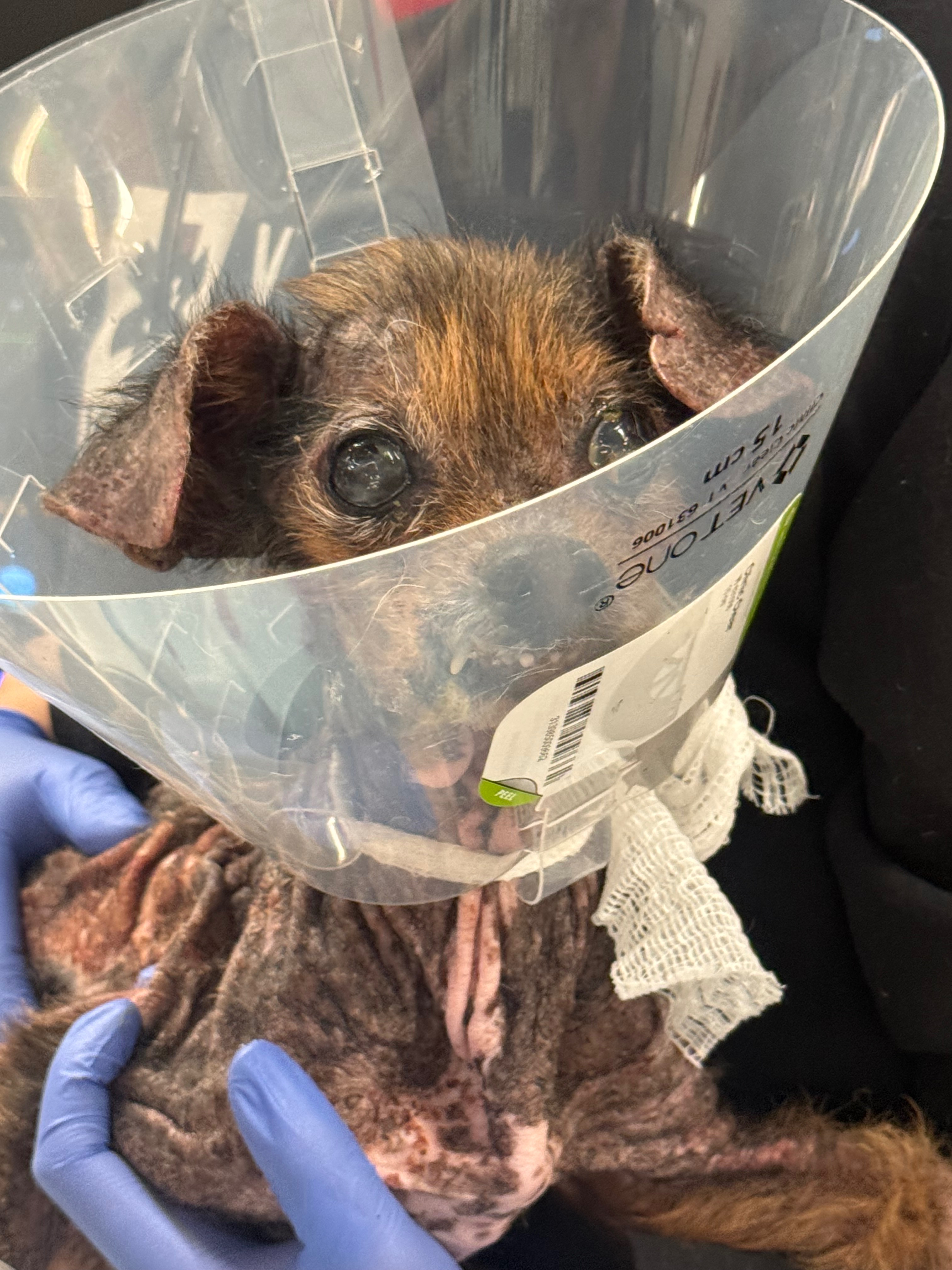 Donate to Save Hansi: Critical Veterinary Care campaign photo, 7 of 8
