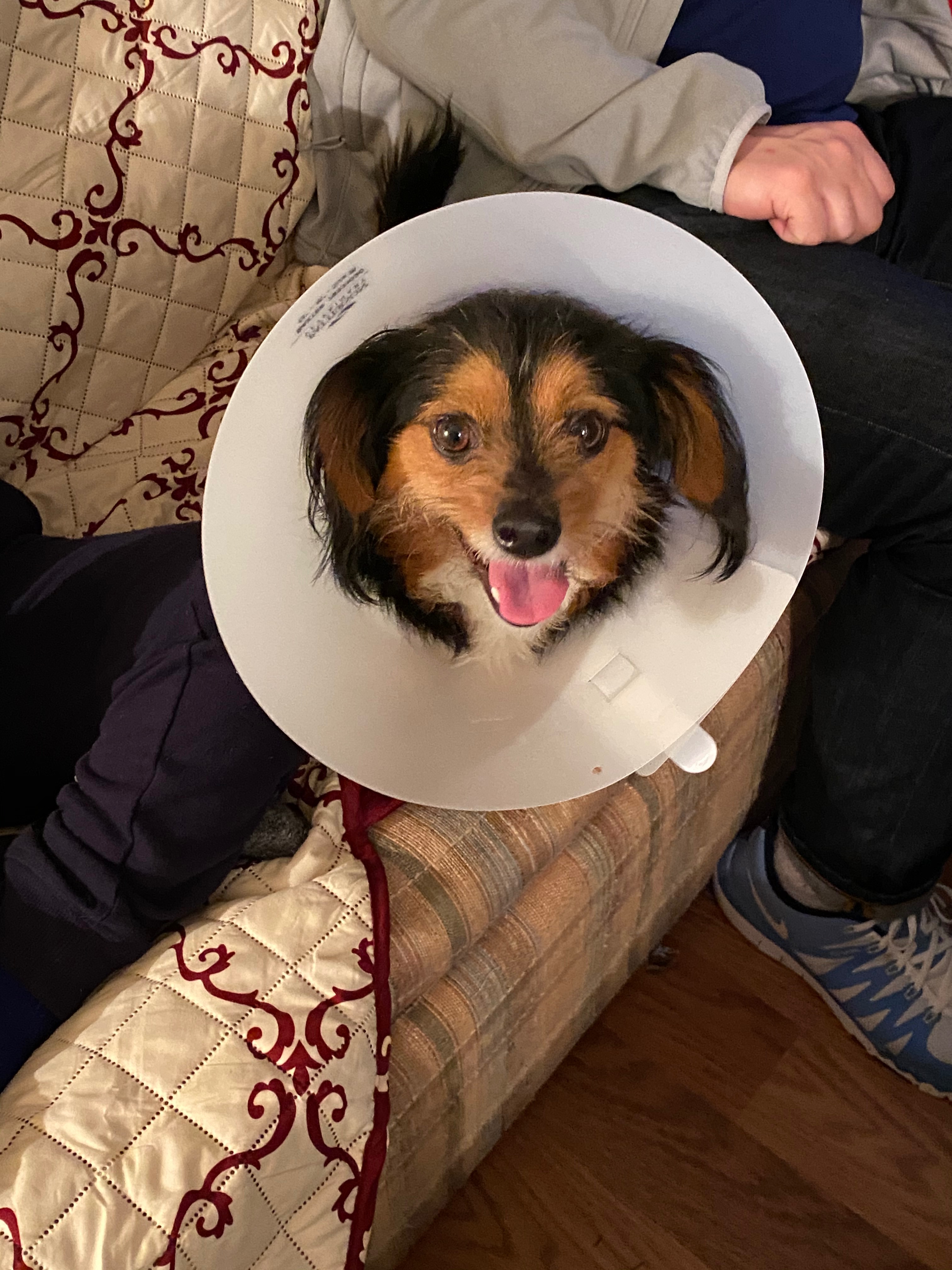 Donate to Save Hansi: Critical Veterinary Care campaign photo, 2 of 8