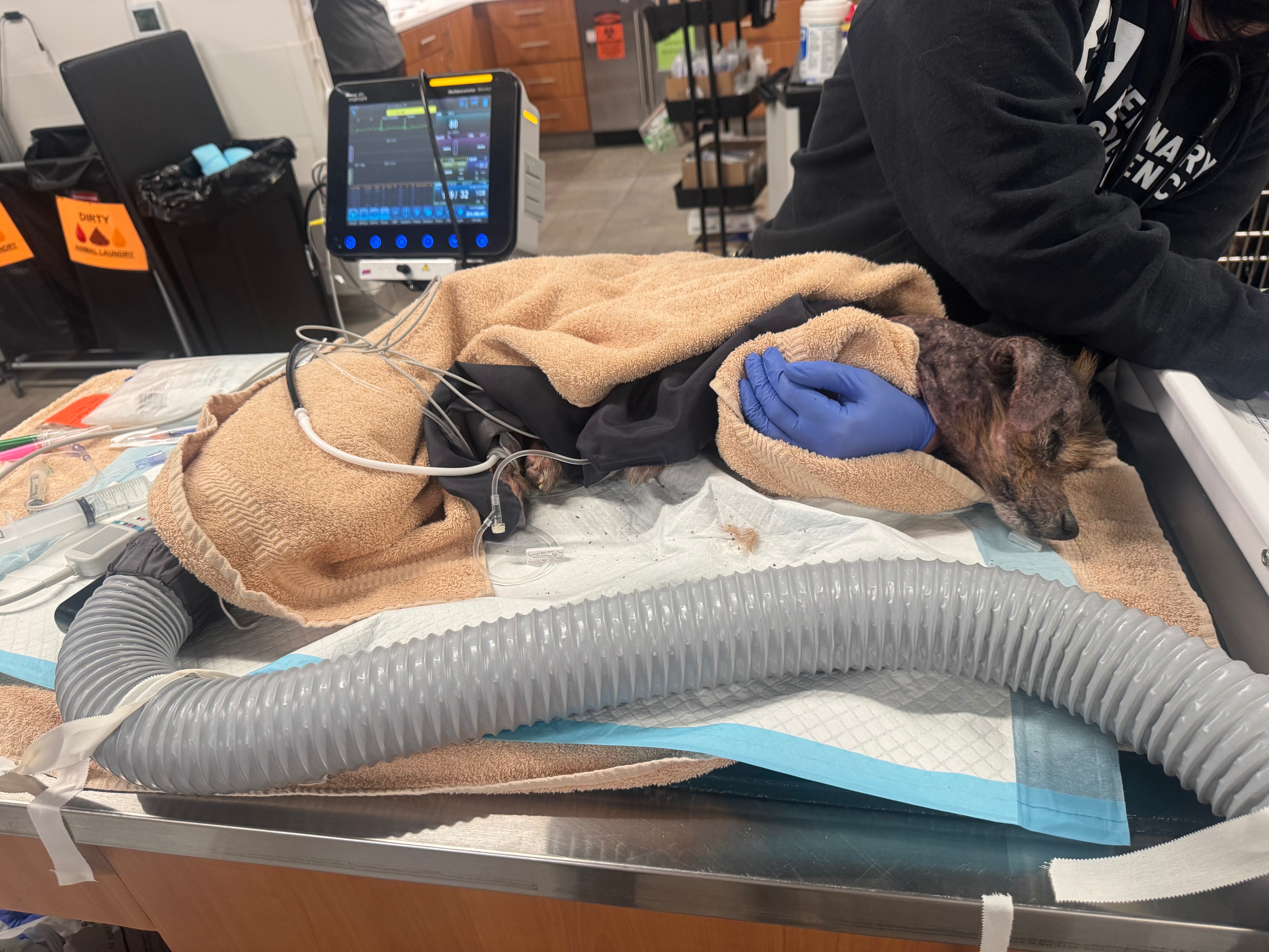 Donate to Save Hansi: Critical Veterinary Care campaign photo, 6 of 8