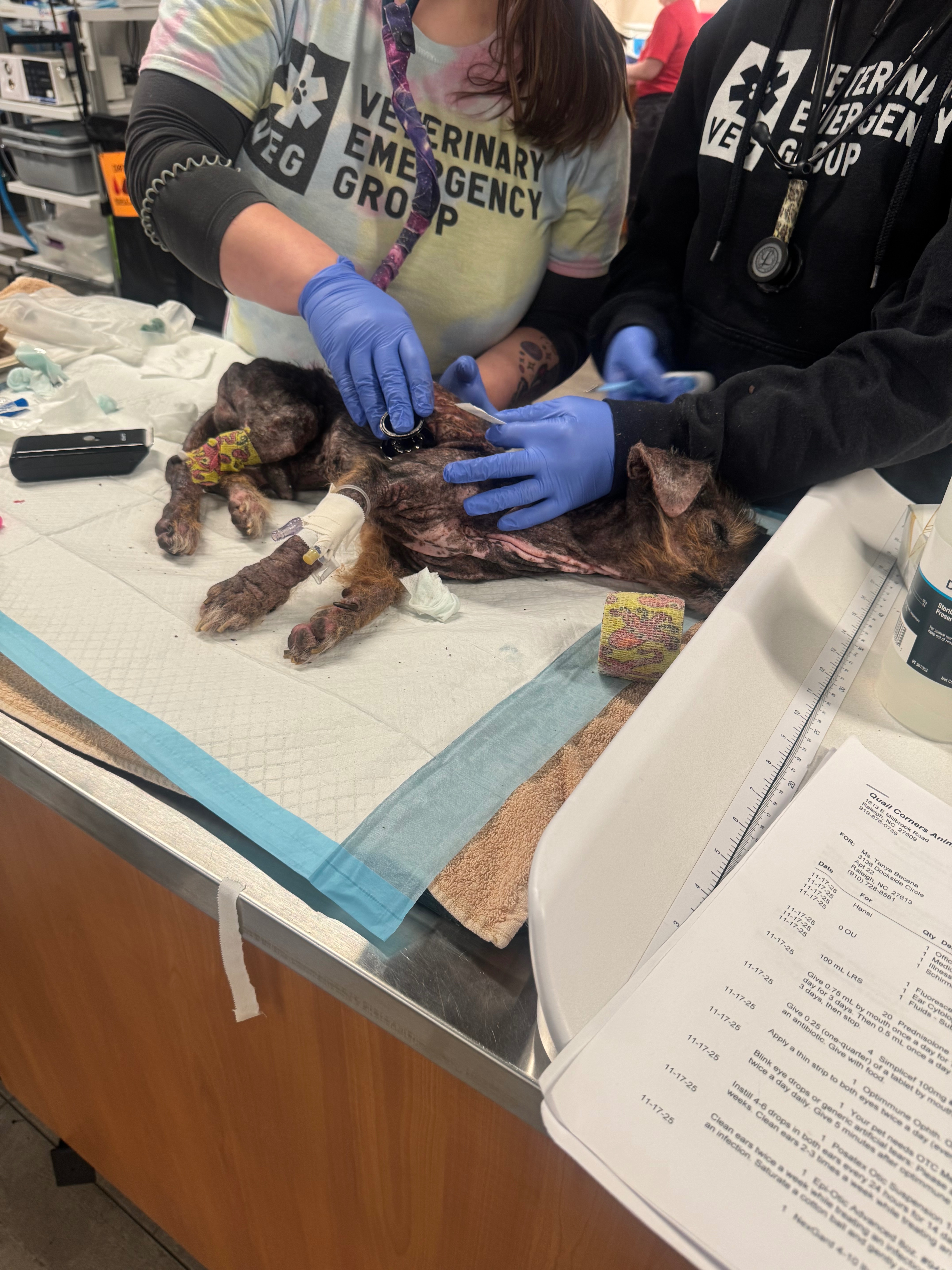 Donate to Save Hansi: Critical Veterinary Care campaign photo, 5 of 8