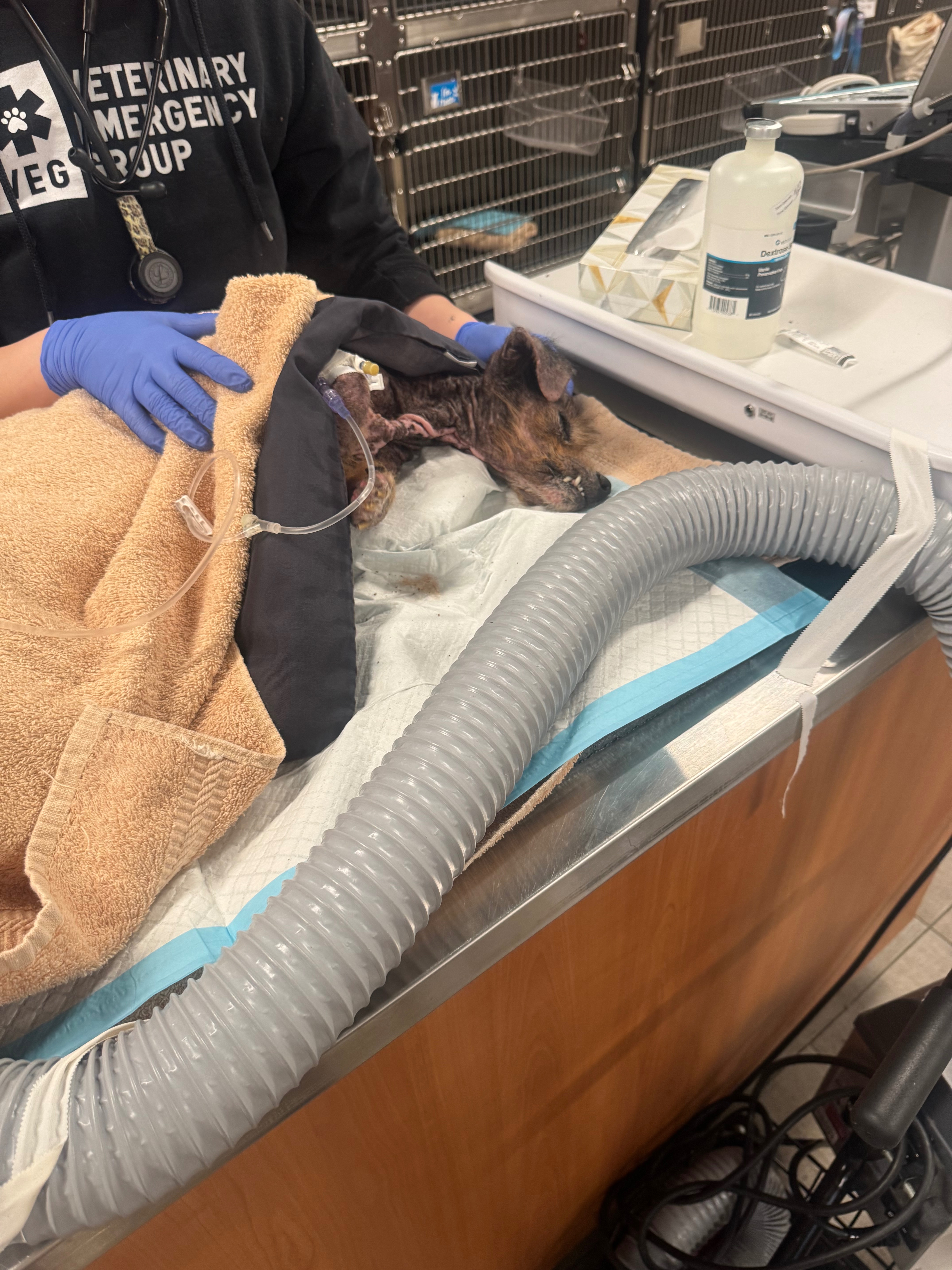 Donate to Save Hansi: Critical Veterinary Care campaign photo, 4 of 8
