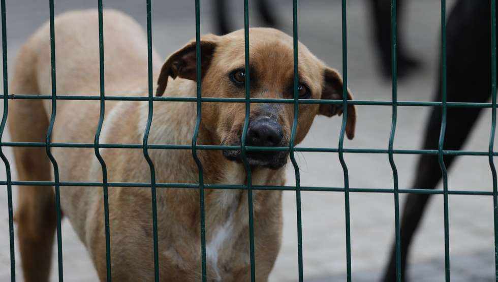 Apoio aos animais abandonados e maltratados. campaign photo, 5 of 8