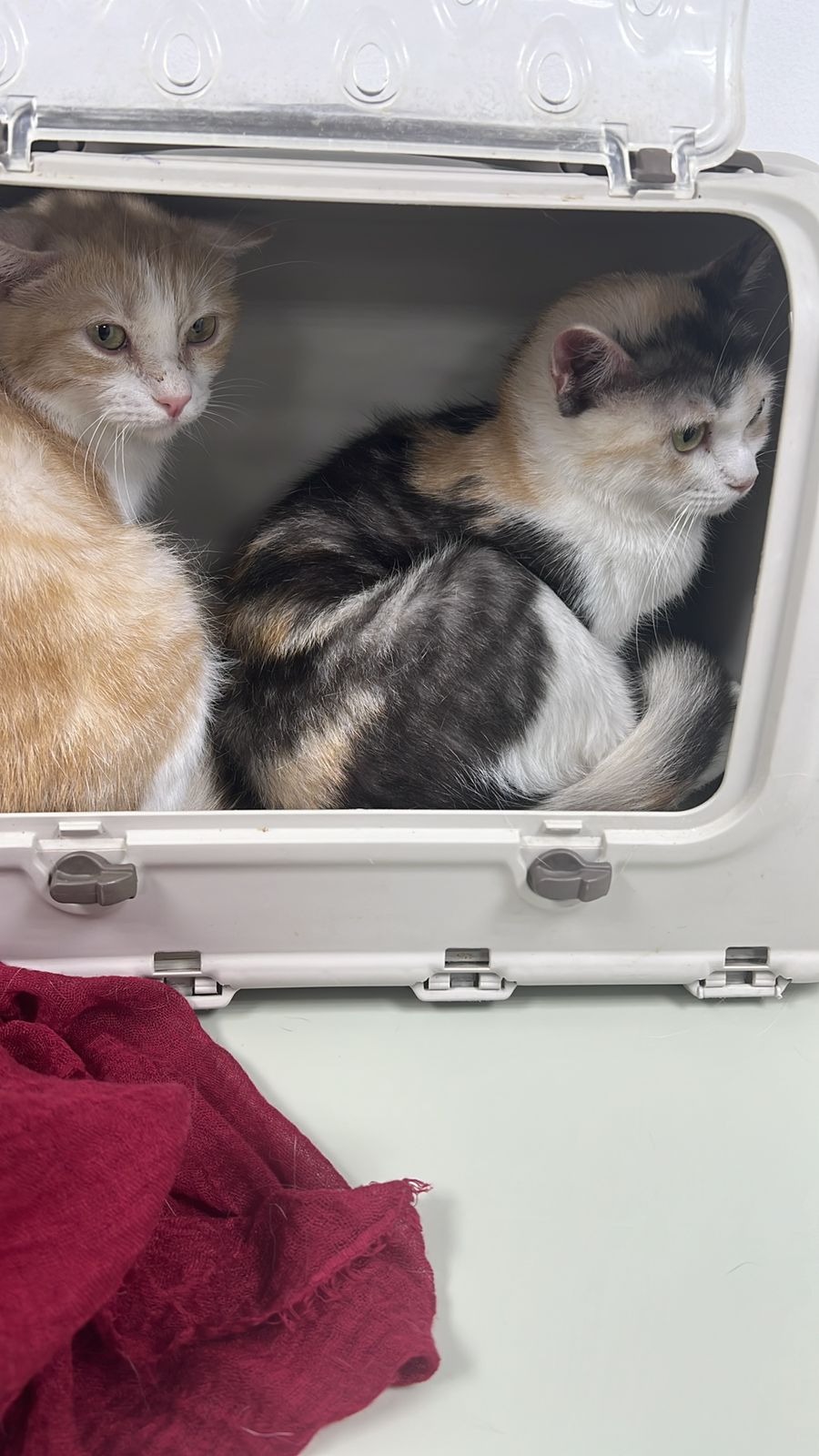 Four Lives, One Journey to the UK,to their forever Homes❤️ campaign photo, 4 of 6