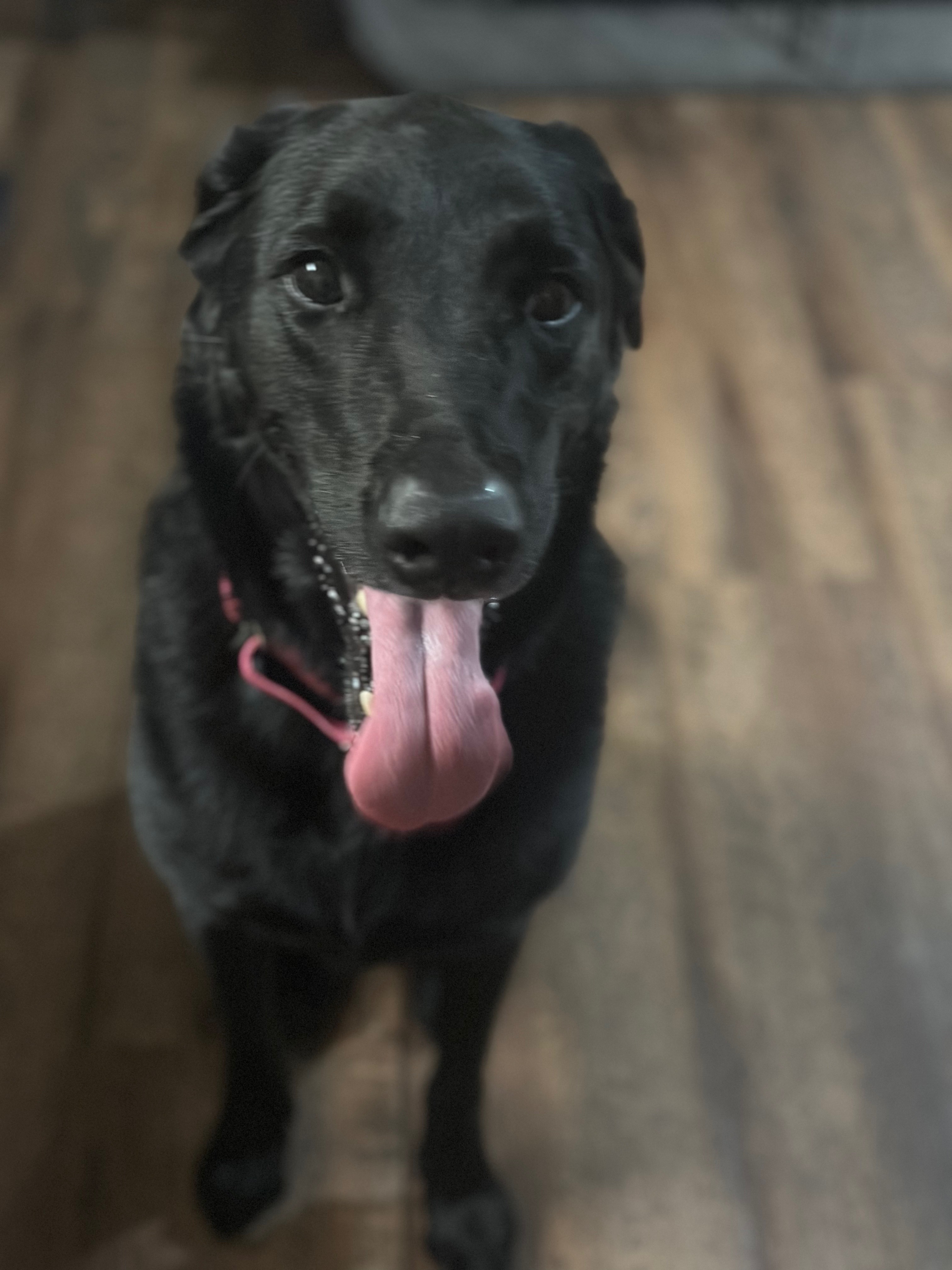 Help Columbus Rescue Dogs Save Lives campaign photo, 2 of 7