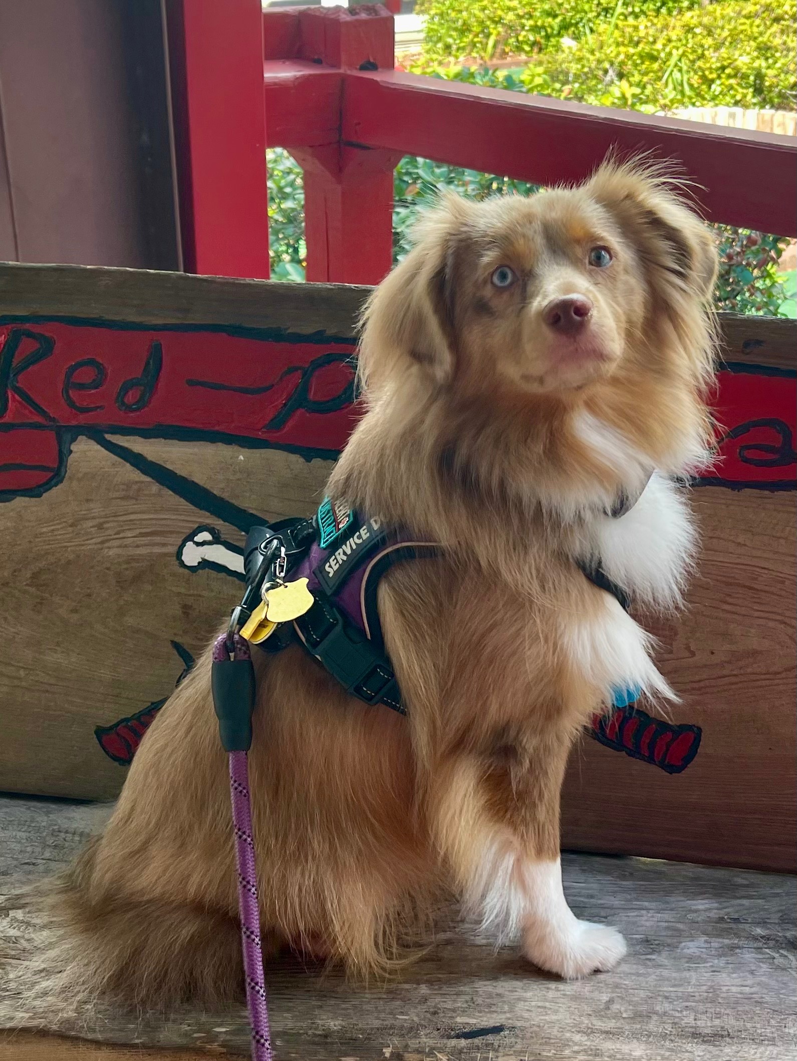 Help Oatchi Become a Lifesaving Service Dog campaign photo, 6 of 7