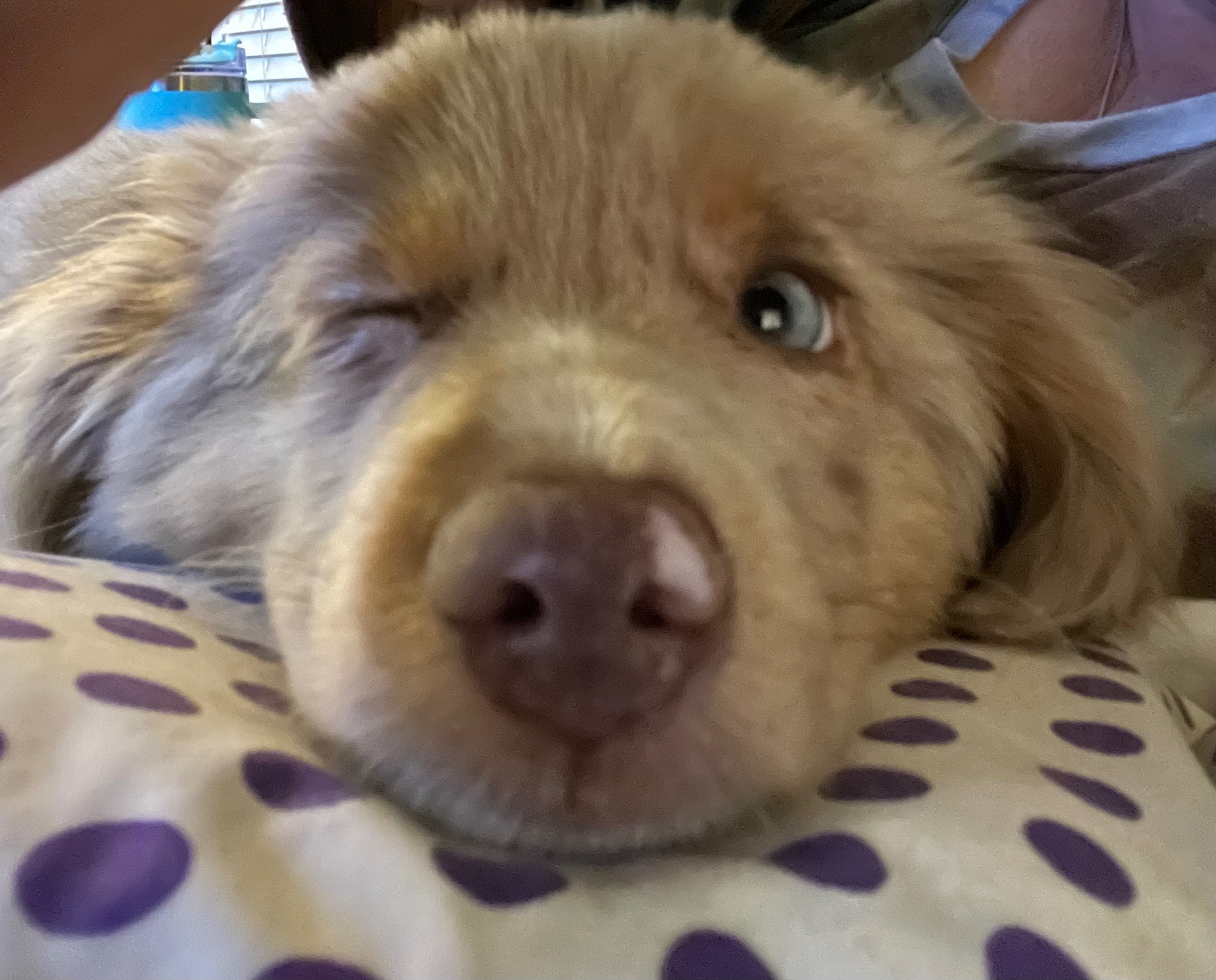 Help Oatchi Become a Lifesaving Service Dog campaign photo, 2 of 7