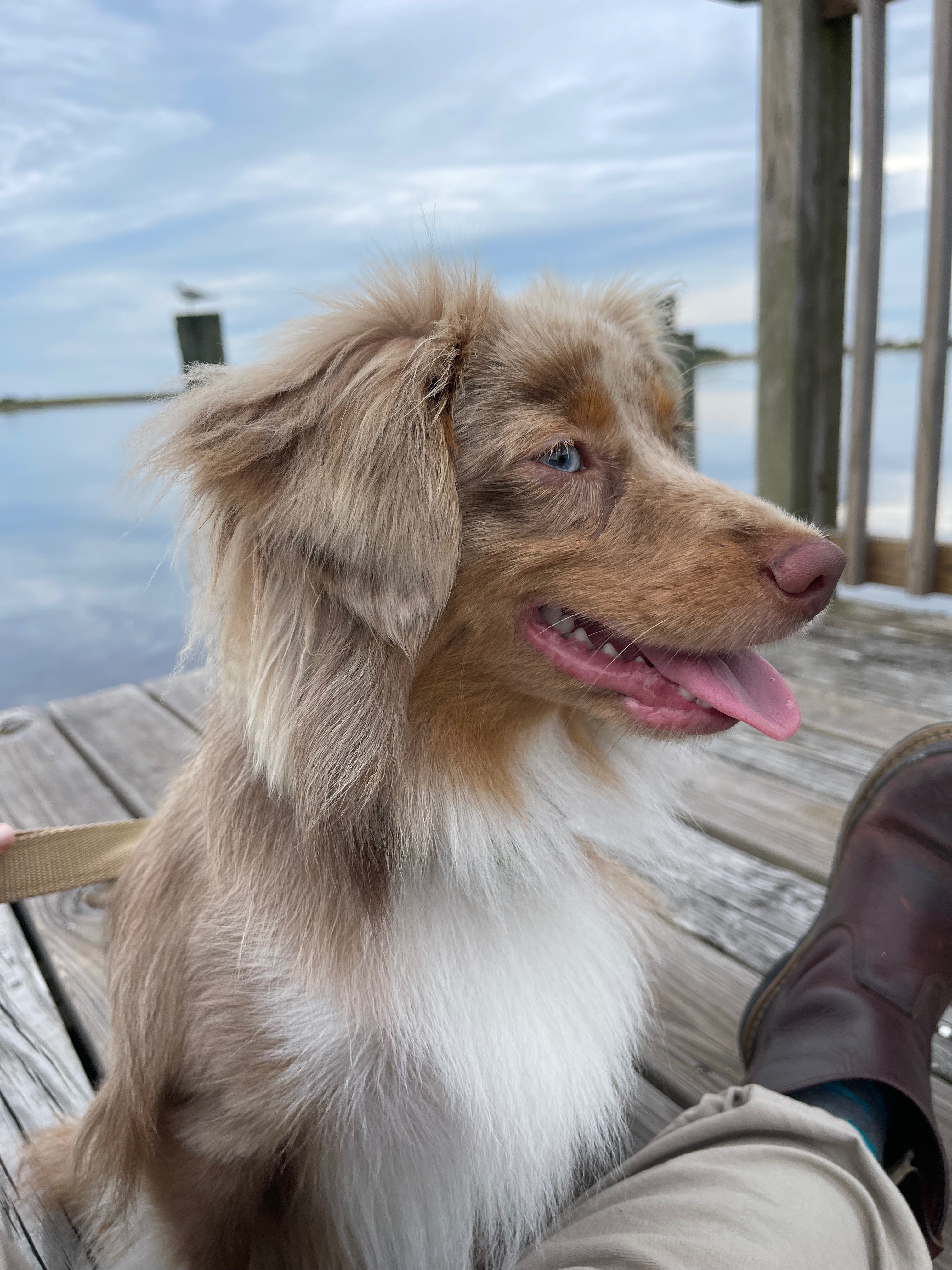 Help Oatchi Become a Lifesaving Service Dog campaign photo, 4 of 7