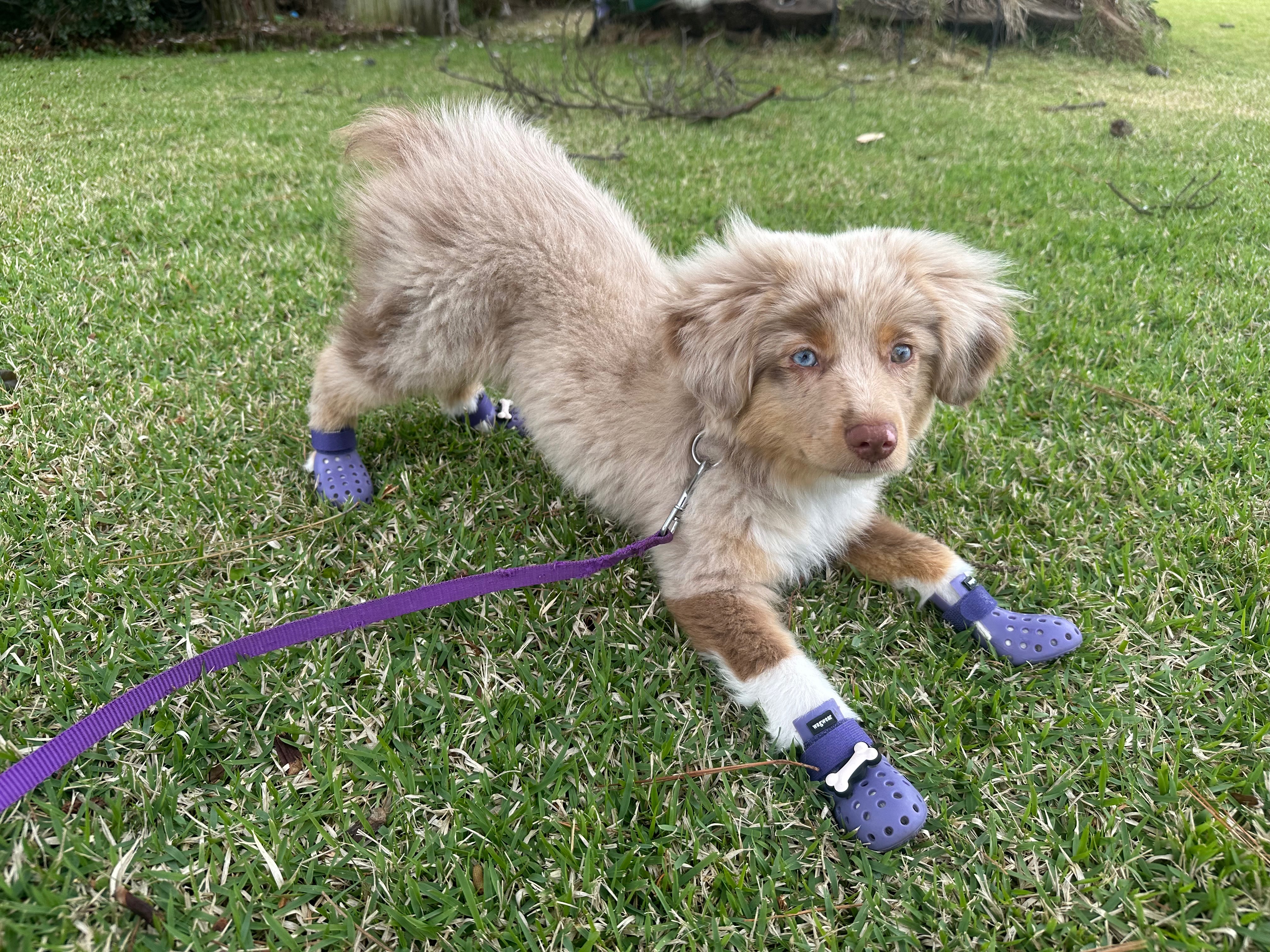 Help Oatchi Become a Lifesaving Service Dog campaign photo, 5 of 7