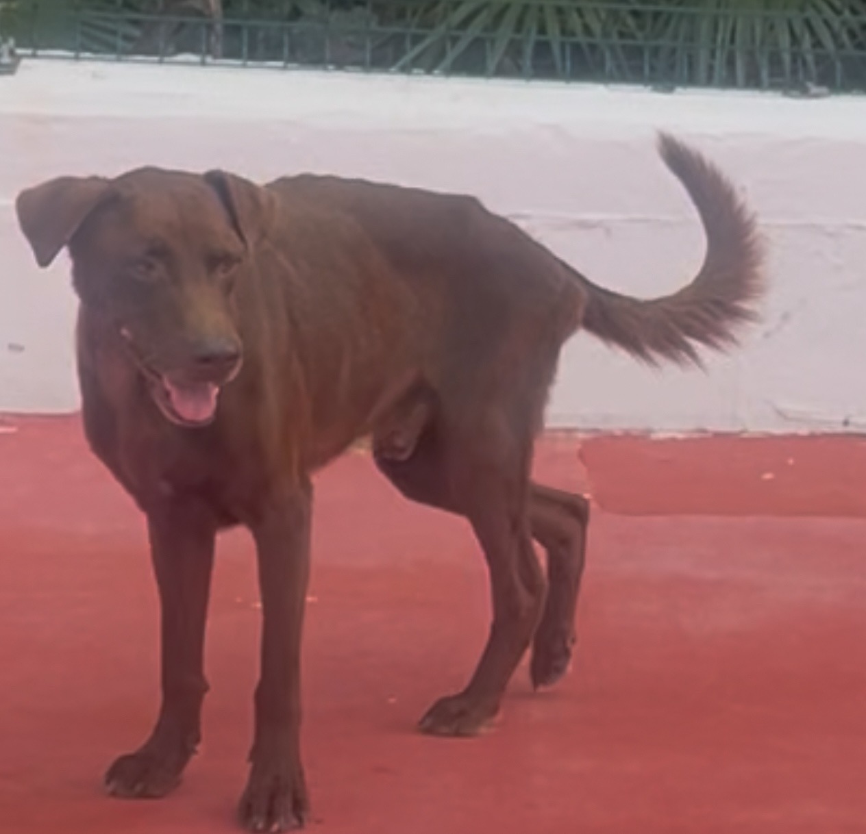 Help Save Maya & Coba campaign photo, 2 of 6