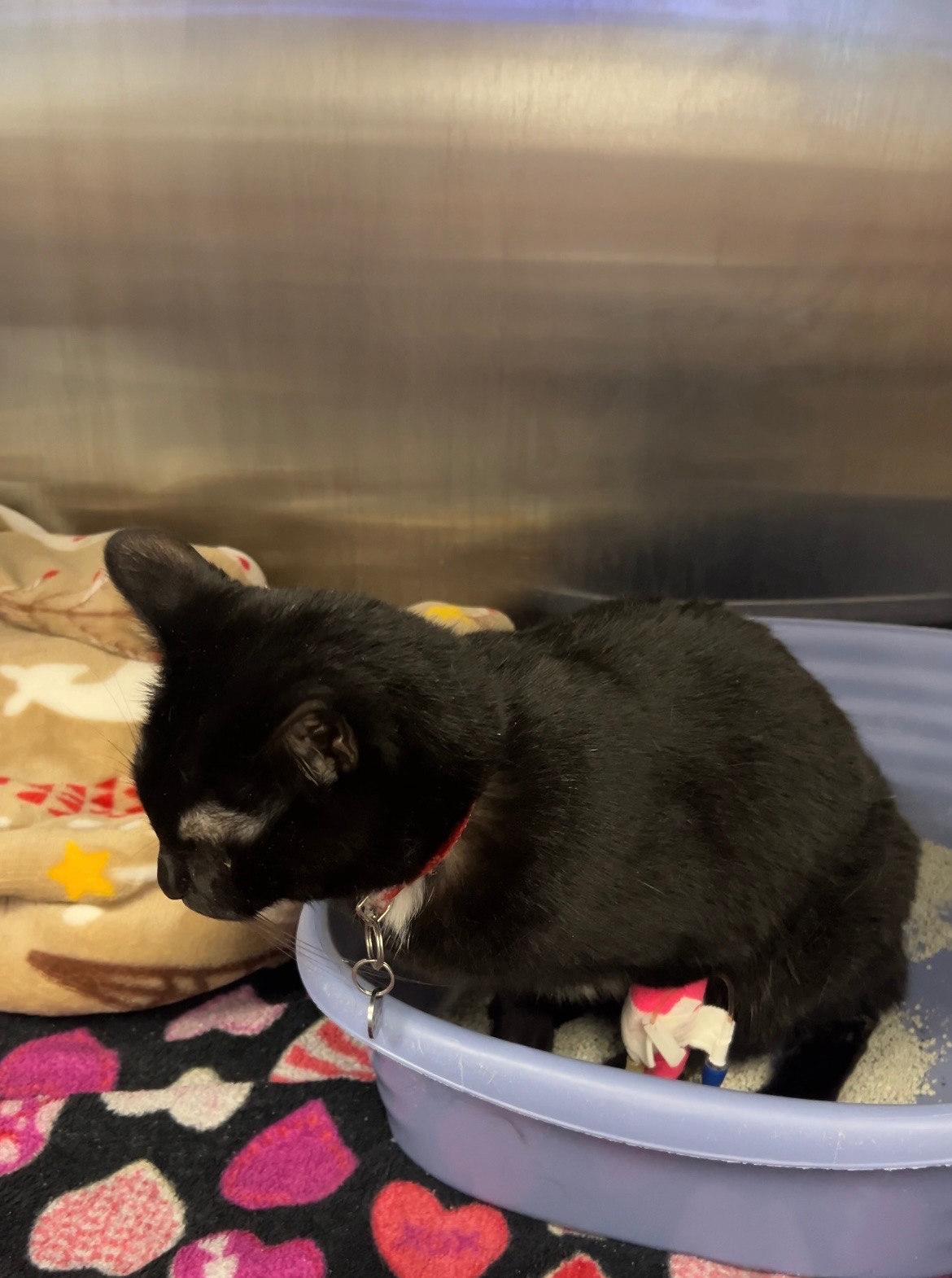 Help Chimu Recover from Severe Anemia campaign photo, 7 of 7