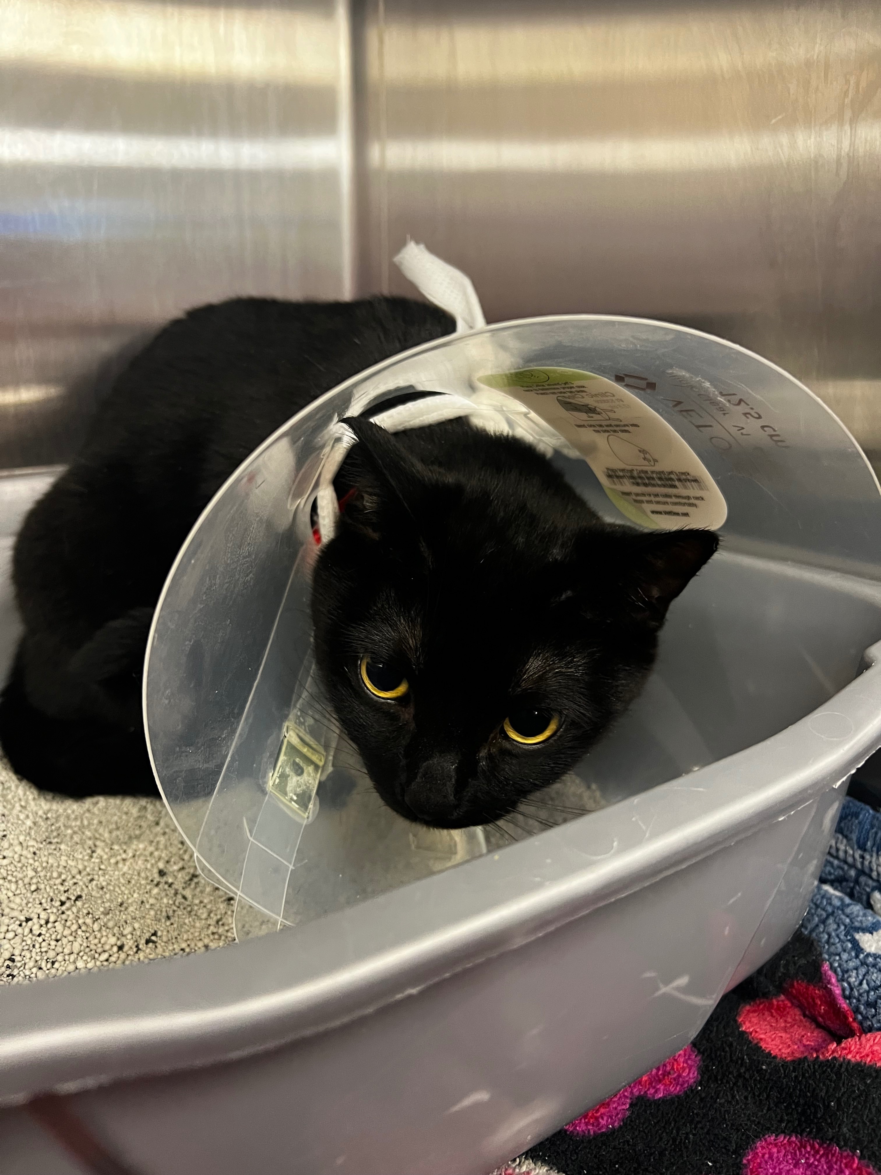 Help Chimu Recover from Severe Anemia campaign photo, 2 of 7