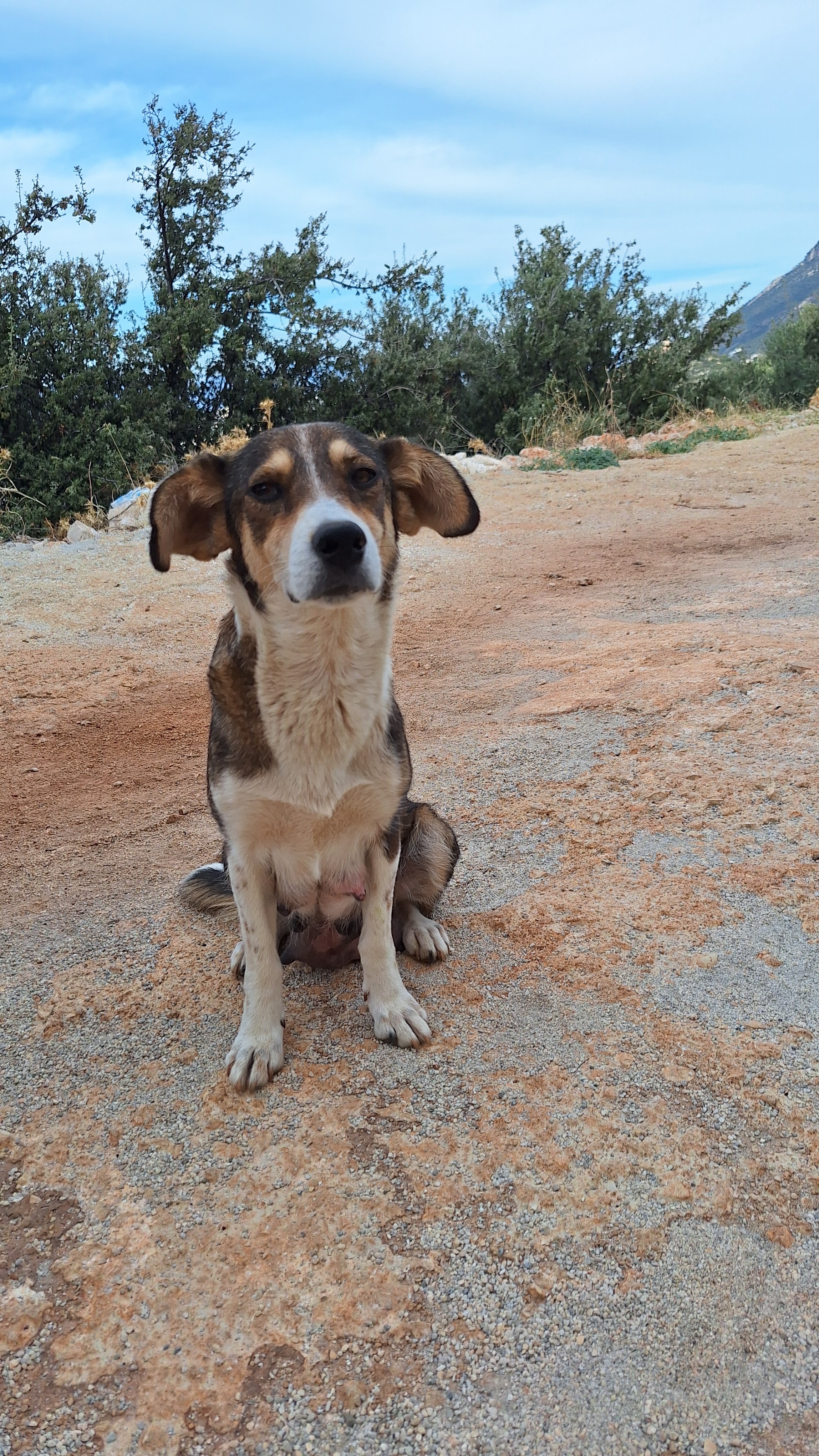 Help save the 6 Kalkan pups and mum. campaign photo, 7 of 8