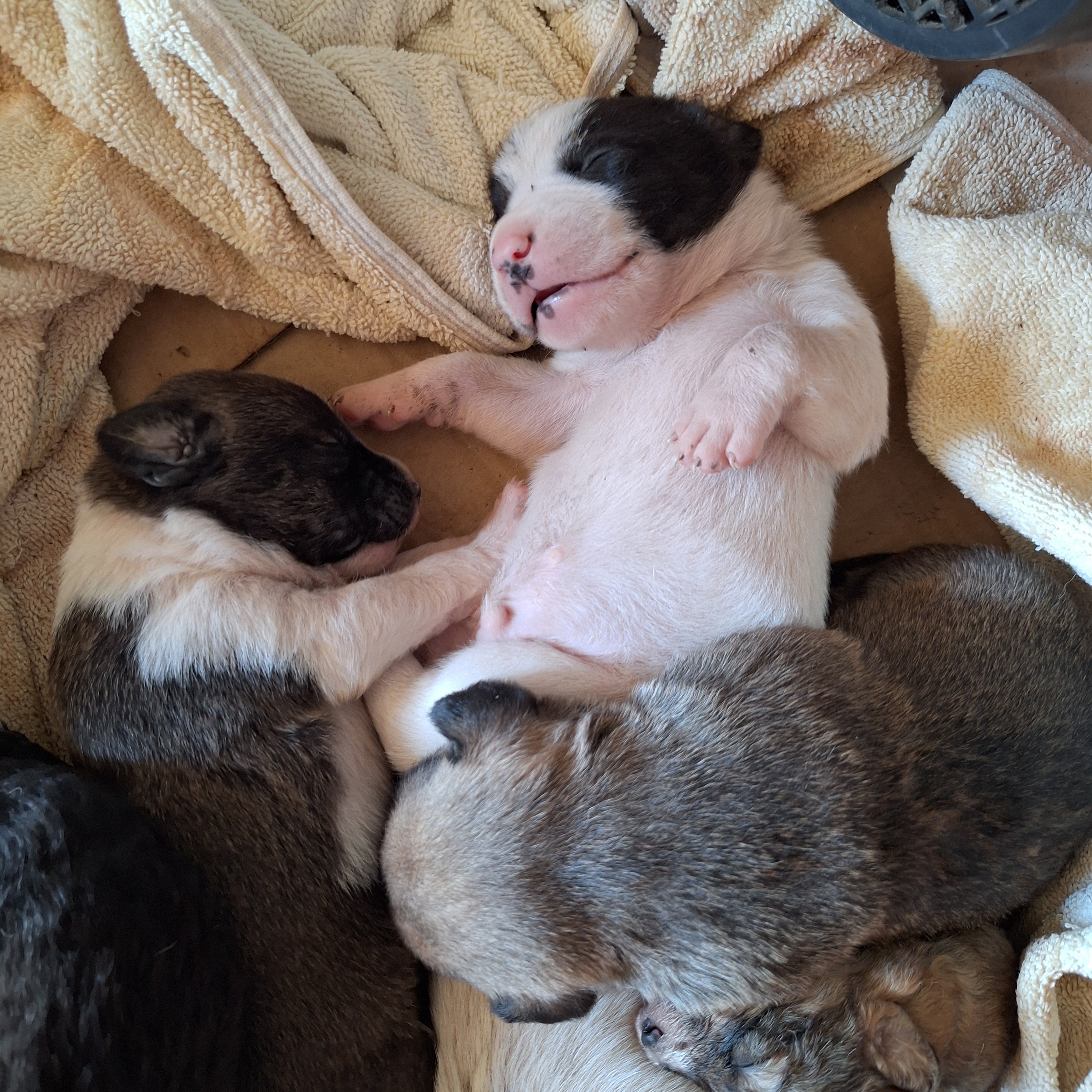 Help save the 6 Kalkan pups and mum. campaign photo, 2 of 8