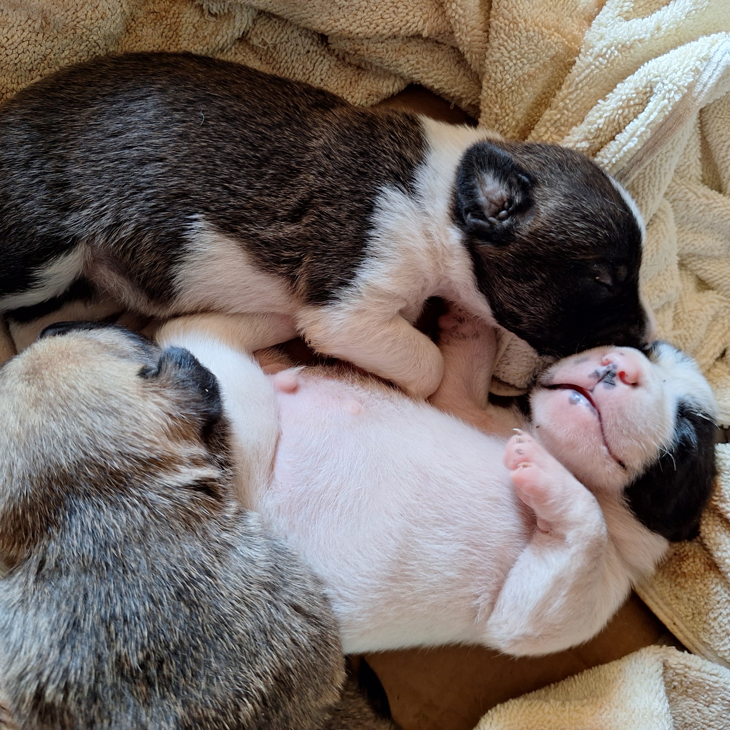 Help save the 6 Kalkan pups and mum. campaign photo, 4 of 8