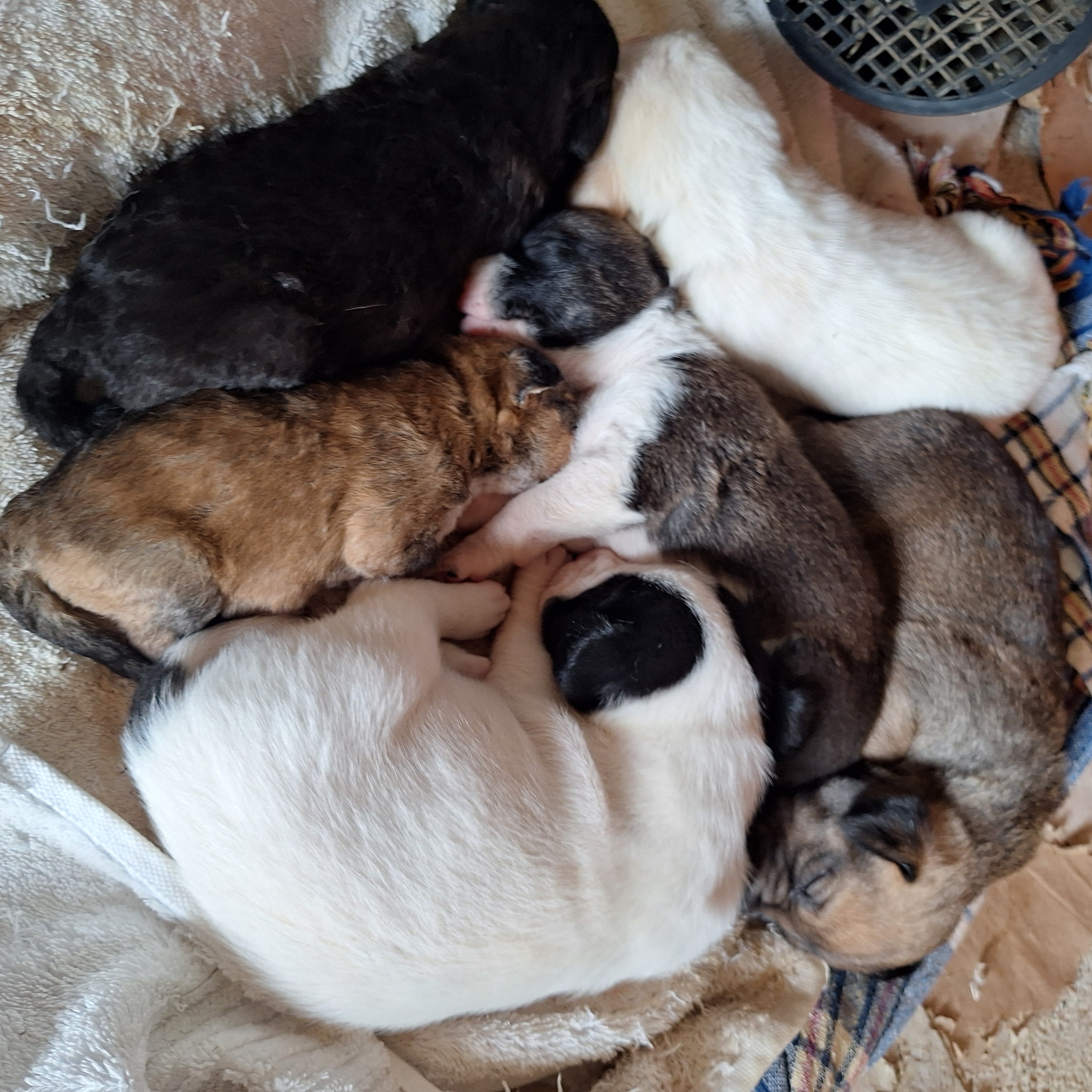 Help save the 6 Kalkan pups and mum. campaign photo, 5 of 8
