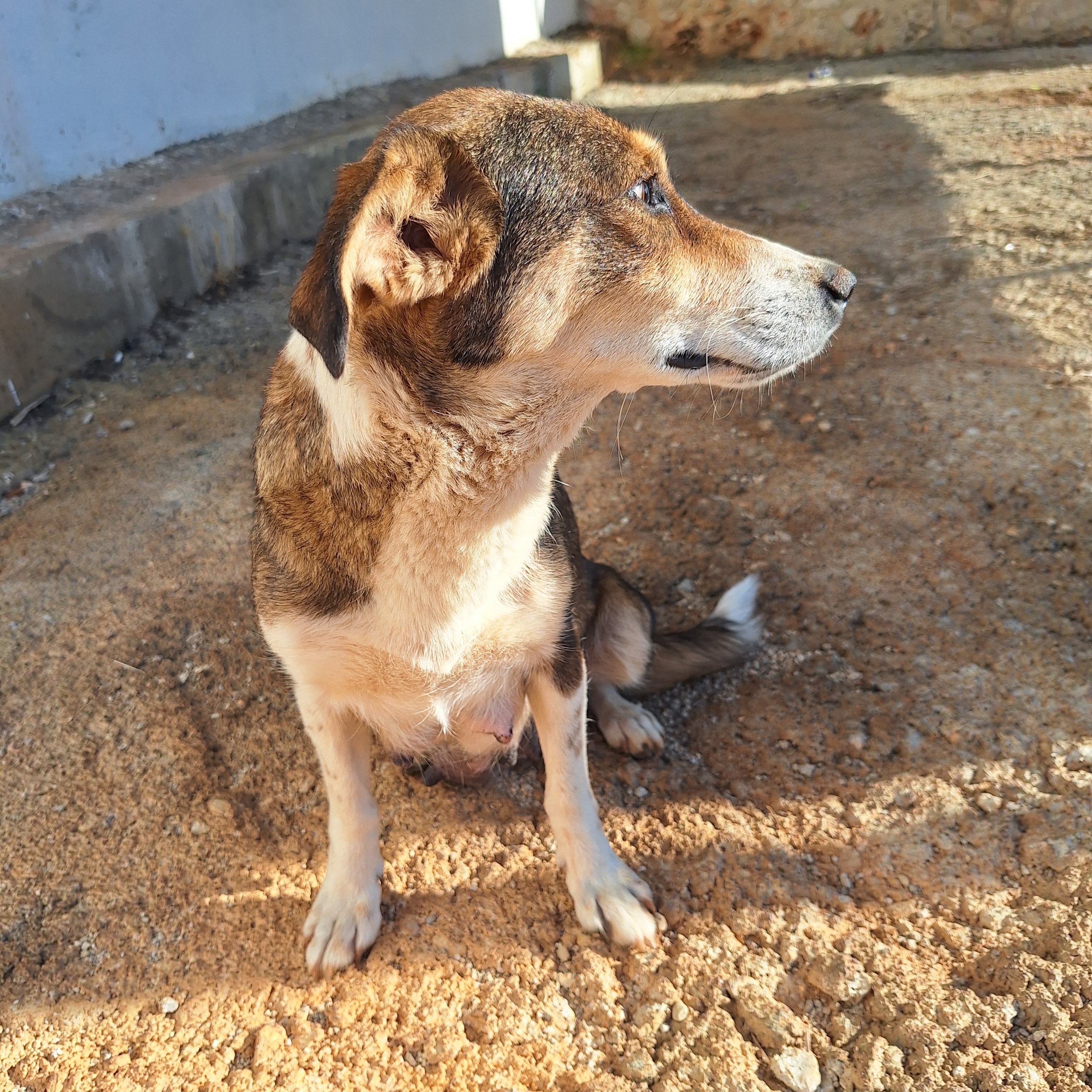 Help save the 6 Kalkan pups and mum. campaign photo, 6 of 8