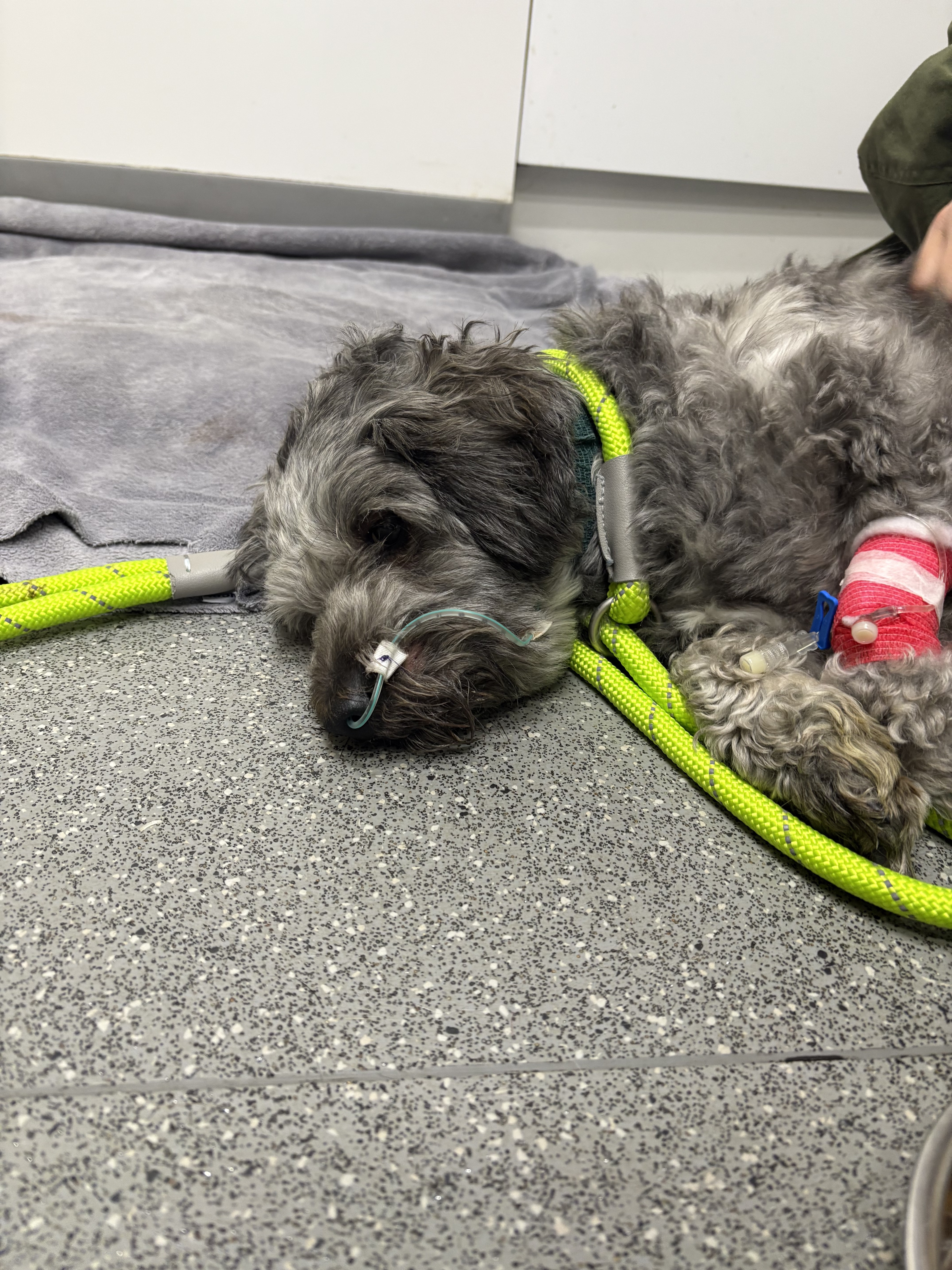 Help Mignon's Emergency Vet Bill campaign photo, 2 of 8