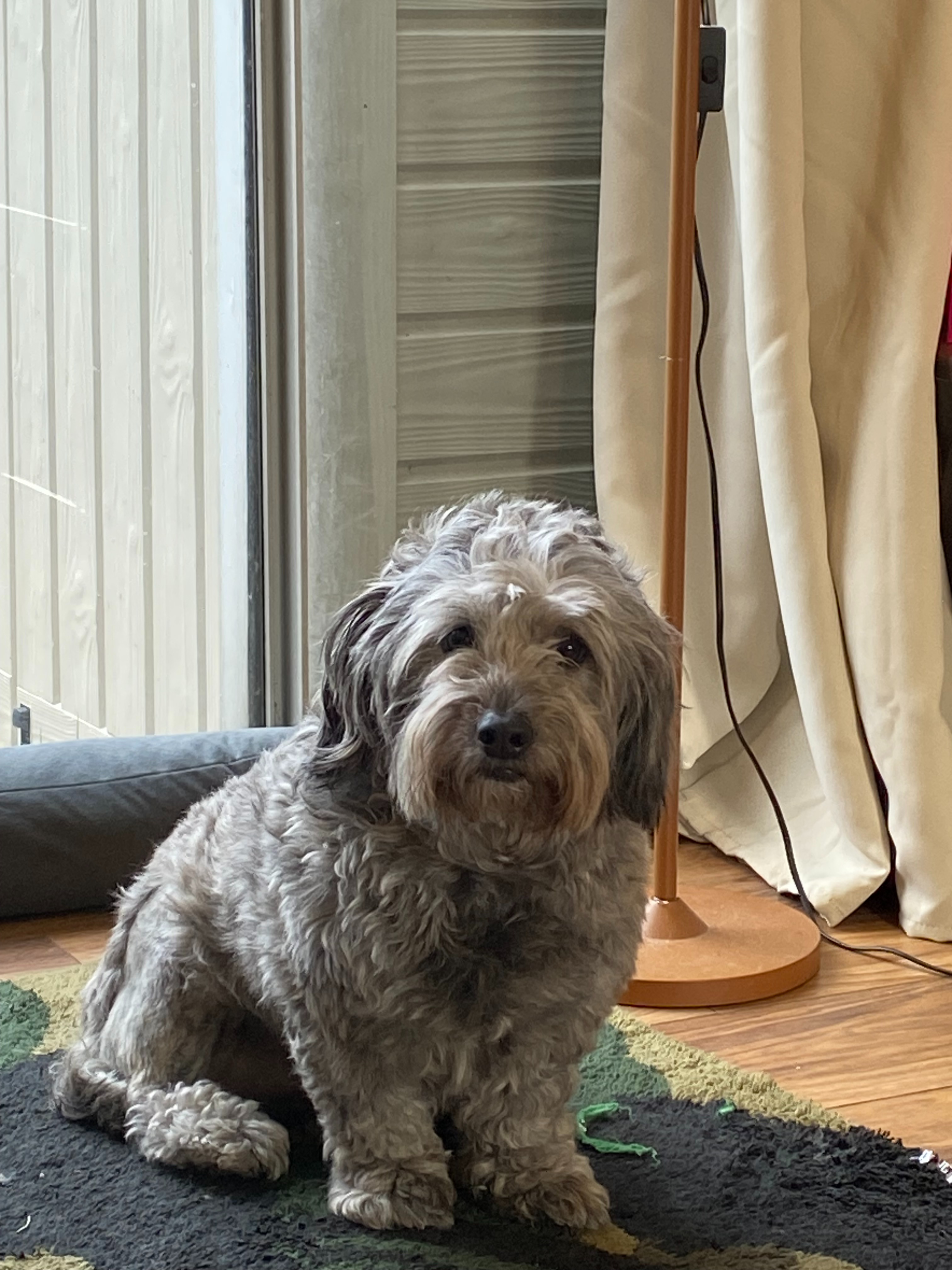 Help Mignon's Emergency Vet Bill campaign photo, 5 of 8