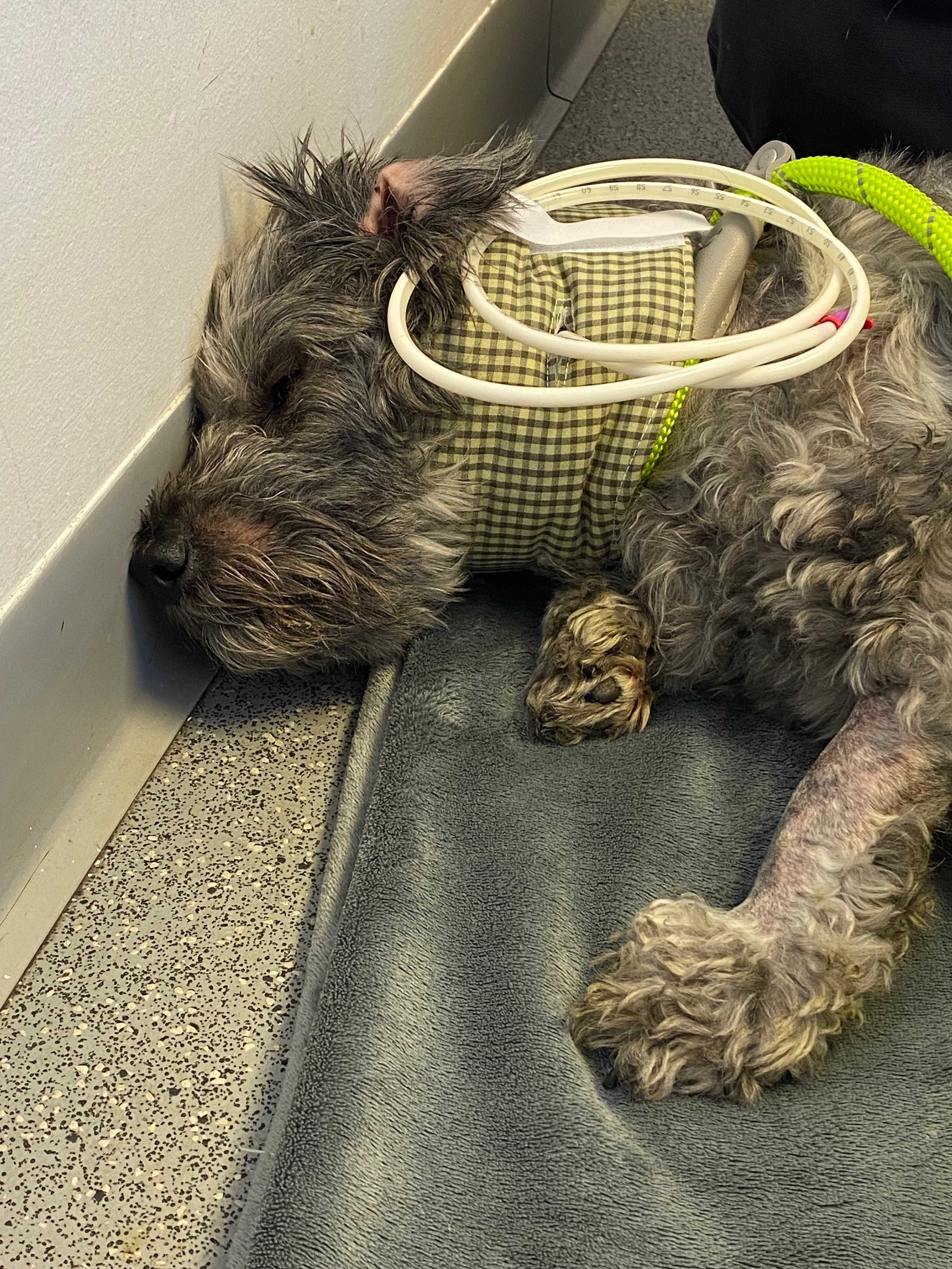 Help Mignon's Emergency Vet Bill campaign photo, 6 of 8