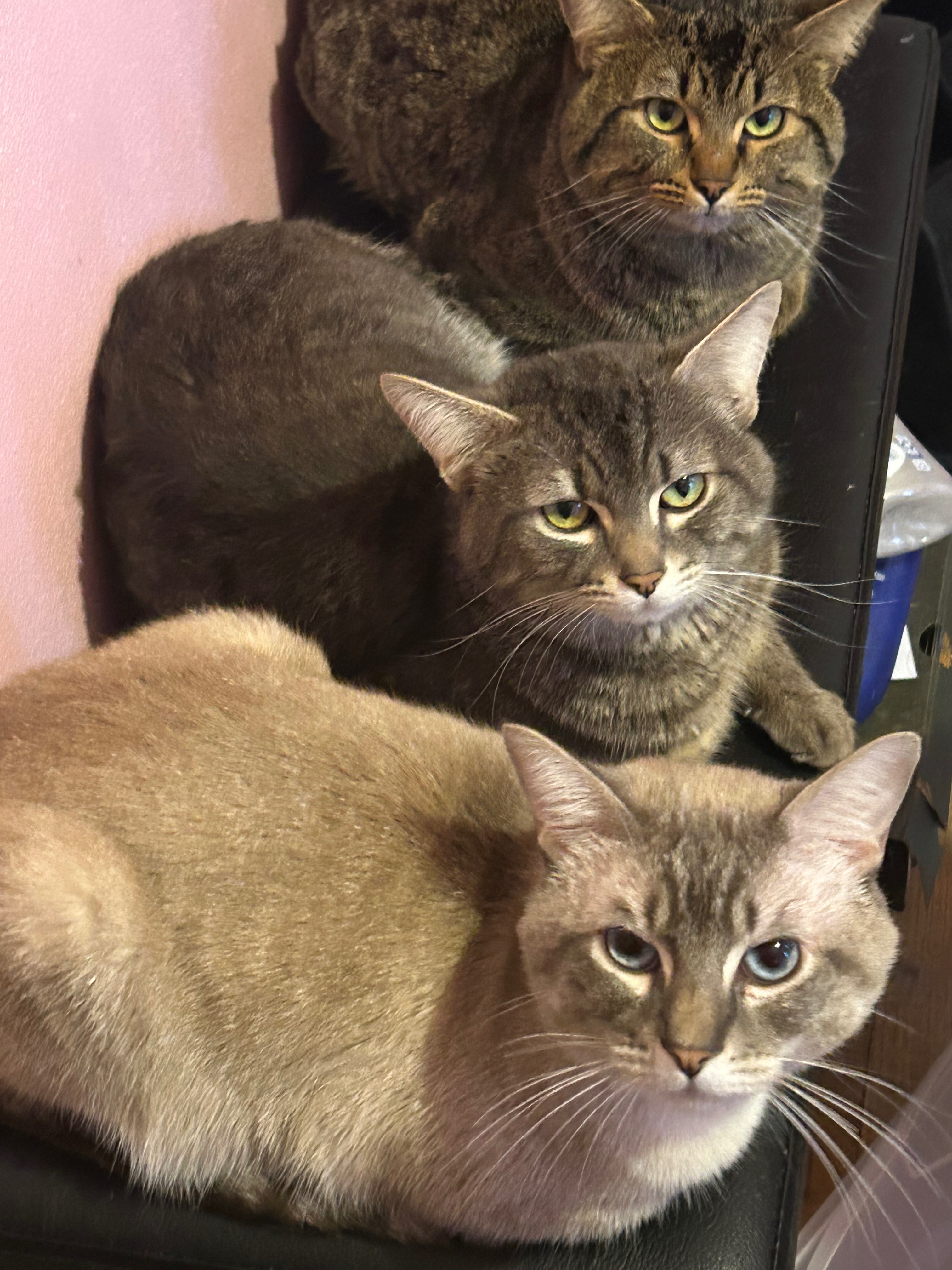 Bring Kido, Zaro & Nico Home to Destiny campaign photo, 6 of 8