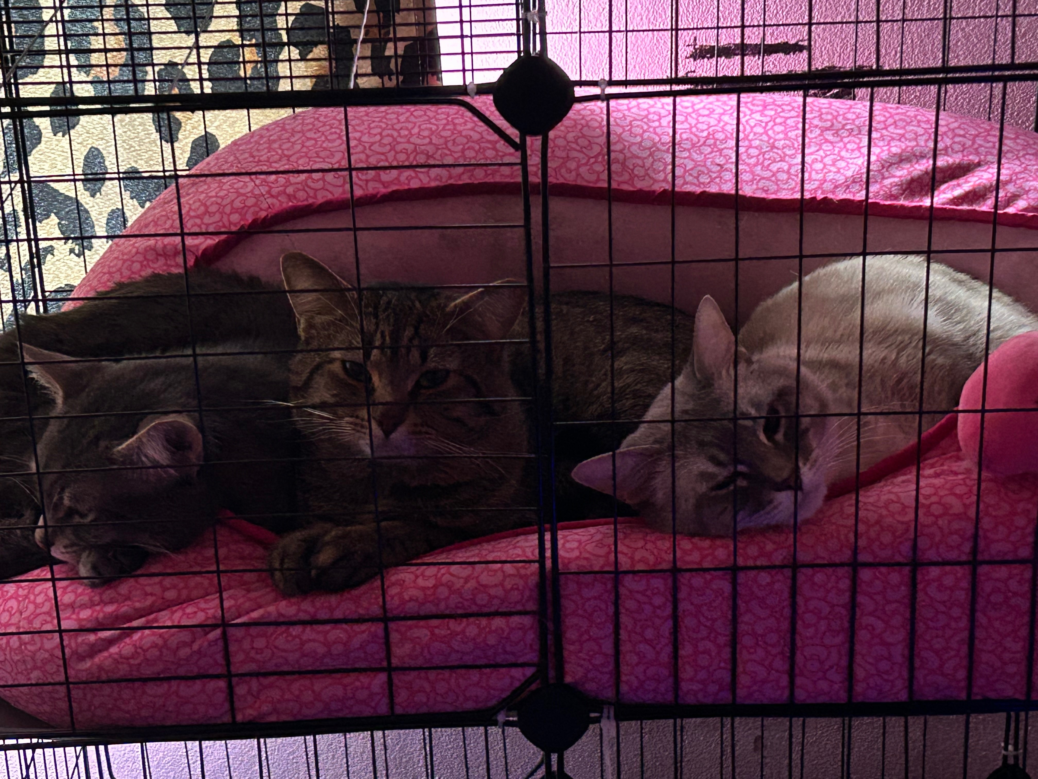 Bring Kido, Zaro & Nico Home to Destiny campaign photo, 5 of 8