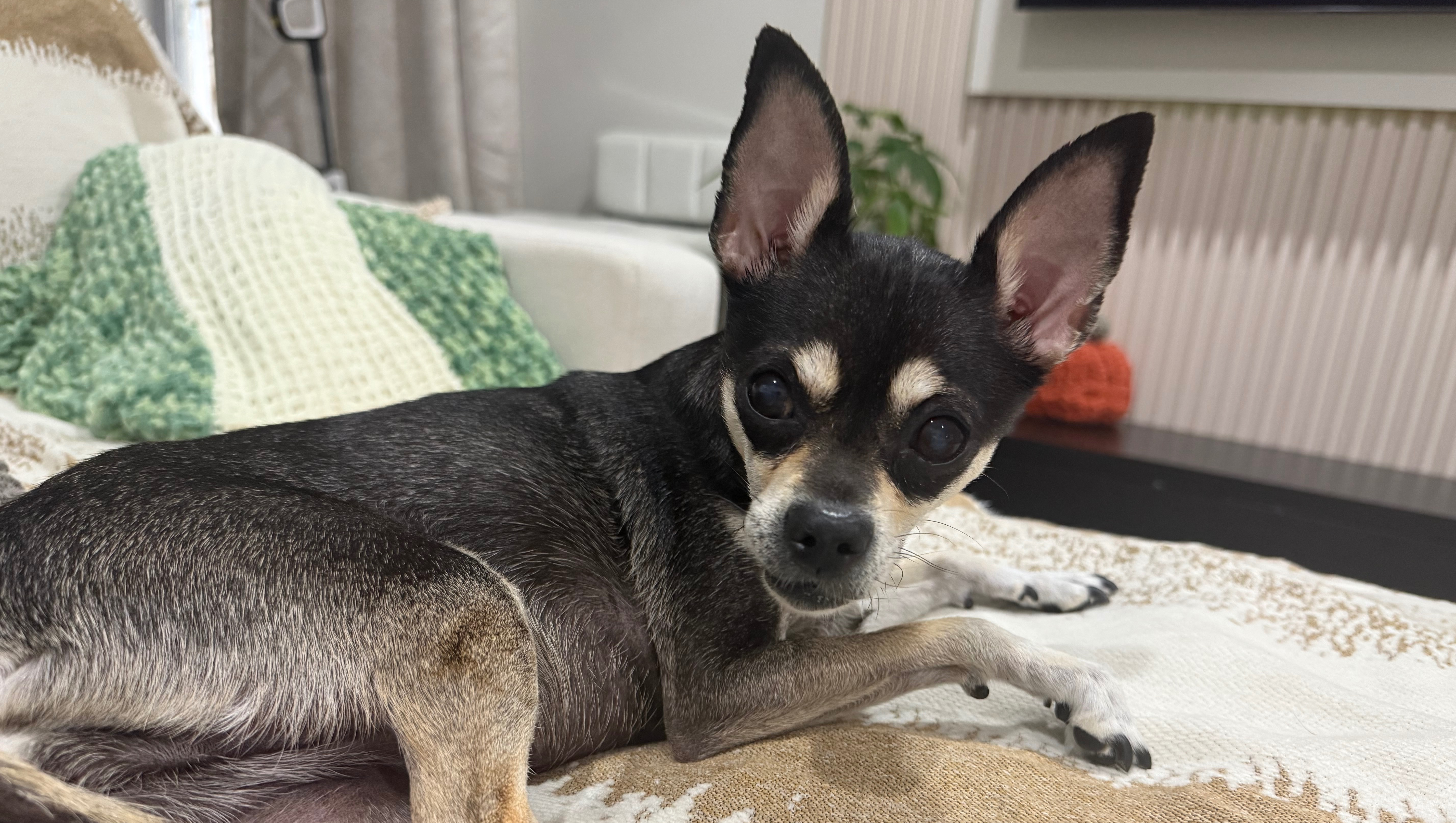 Help save our sweet pup, Coco