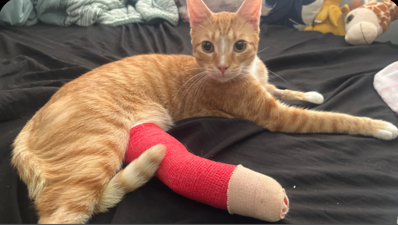Help my kitty mochi play again please and thank you photo
