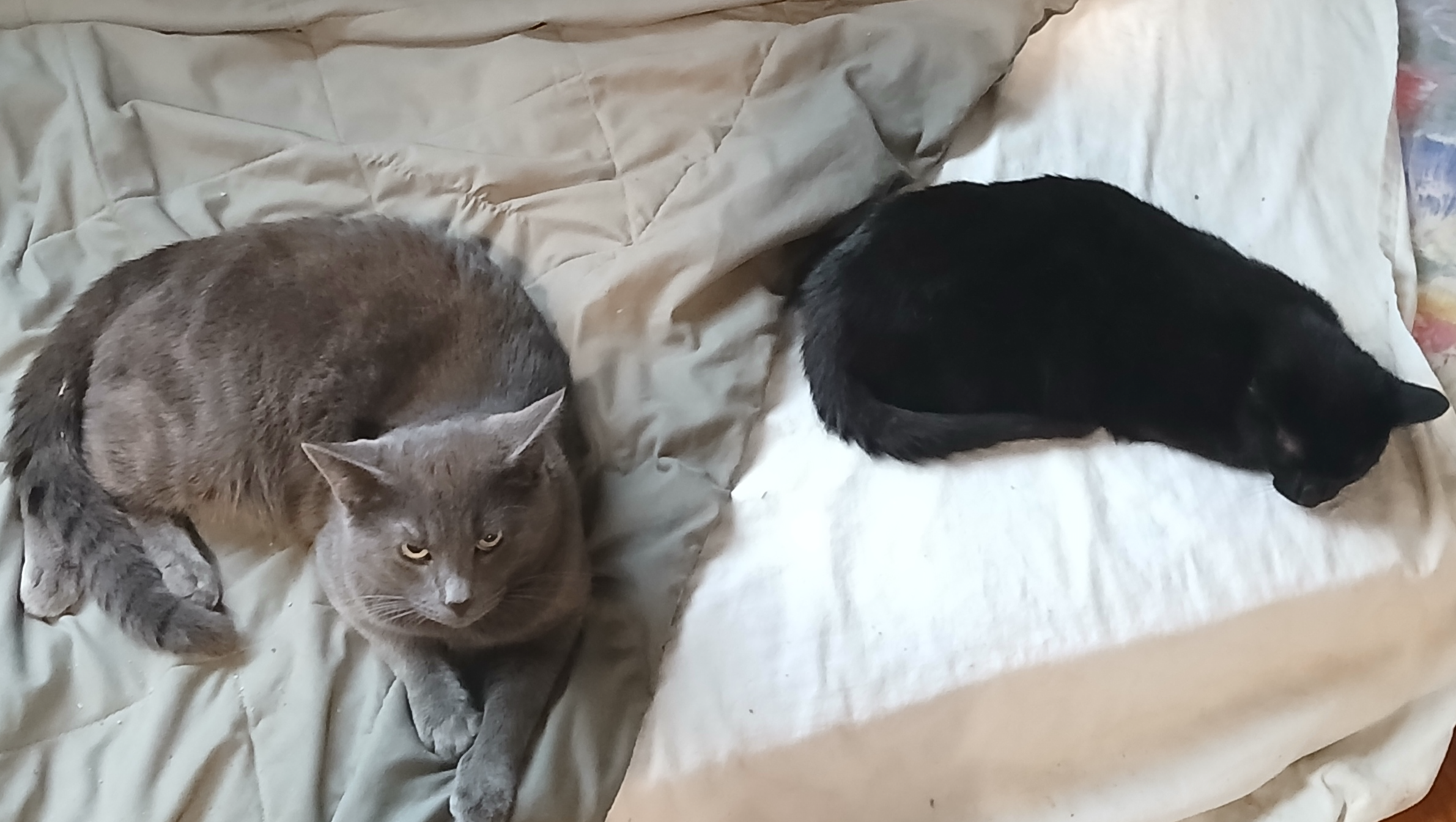 Support Mark's Move to a Safe Home for His Babies photo