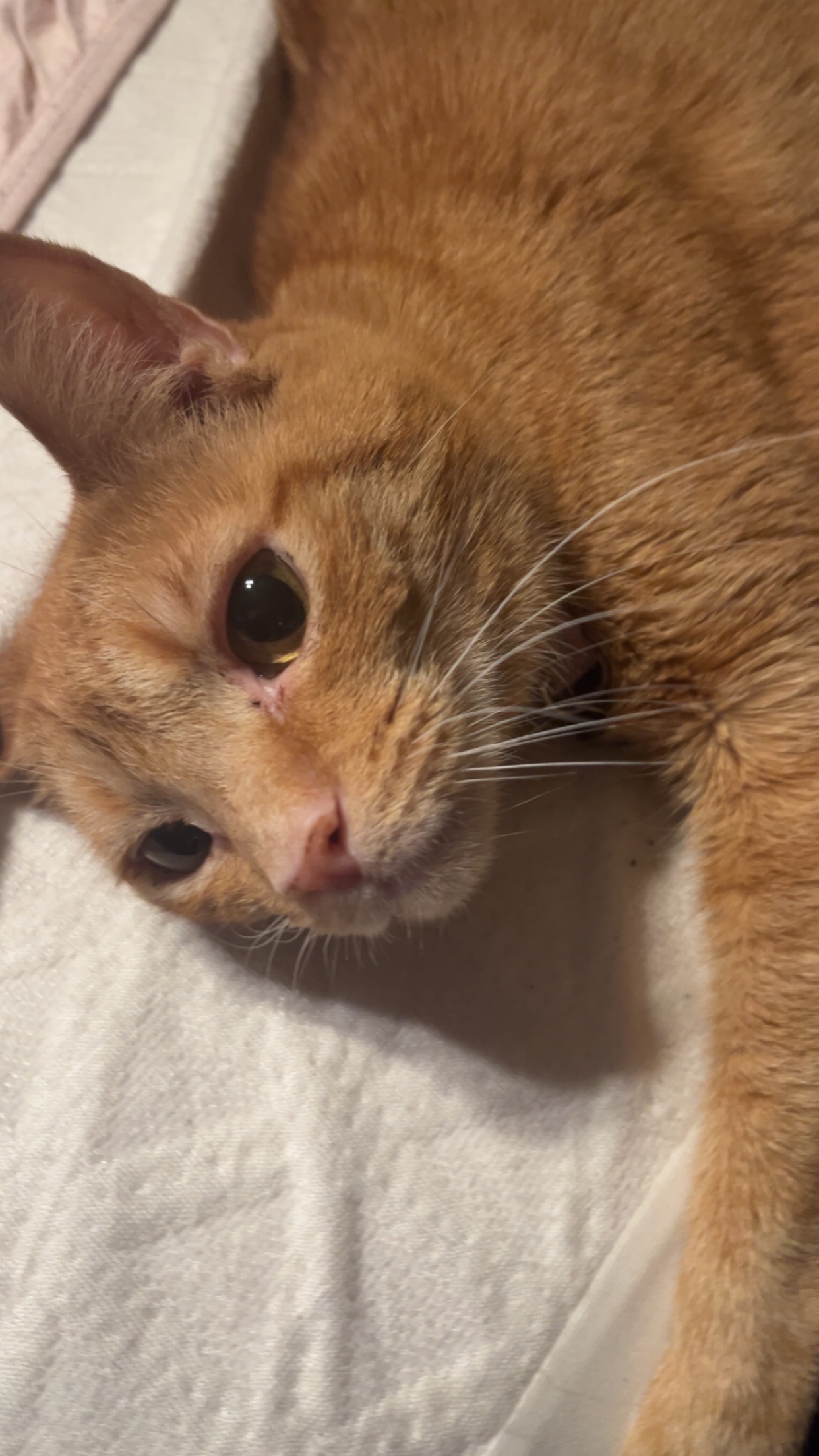 Donate to Save Pumpkin's Life campaign photo, 6 of 7