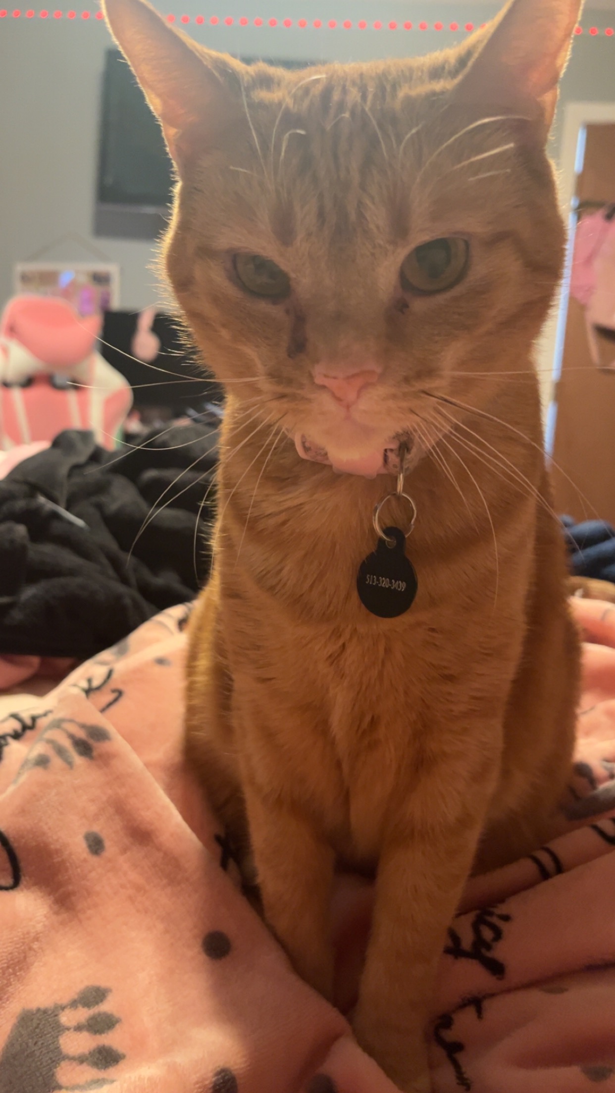 Donate to Save Pumpkin's Life campaign photo, 5 of 7
