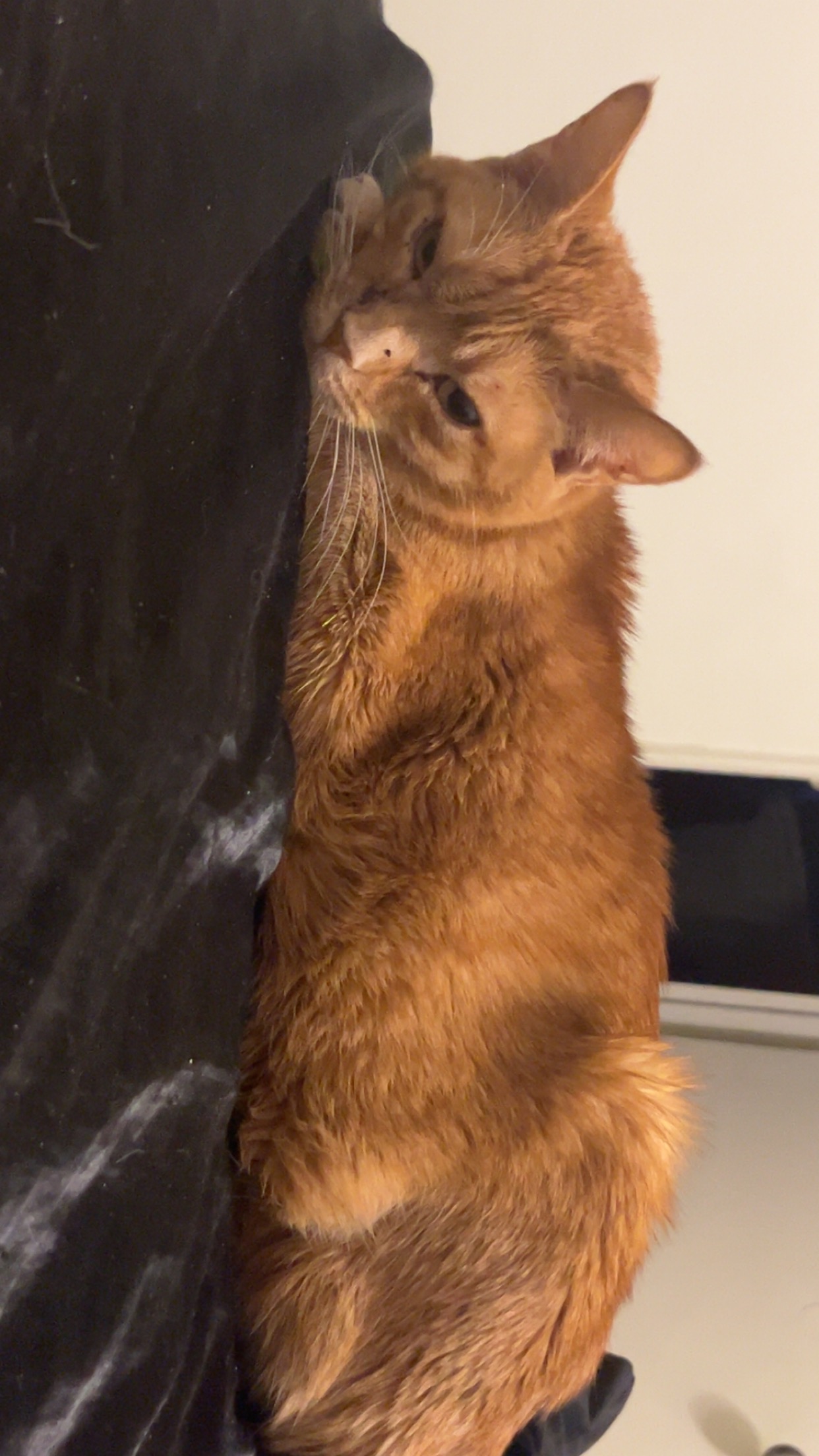 Donate to Save Pumpkin's Life campaign photo, 2 of 7