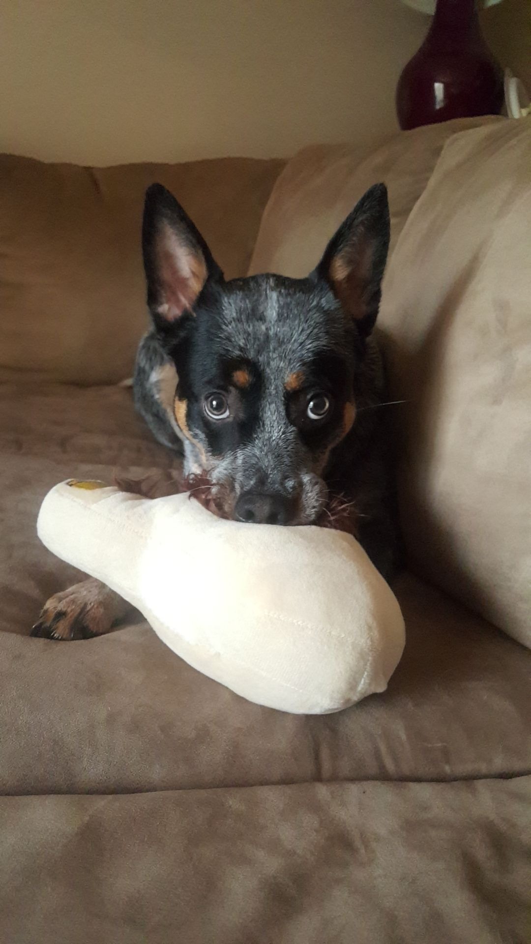 Support Tucker's Life-Saving Surgery campaign photo, 7 of 8