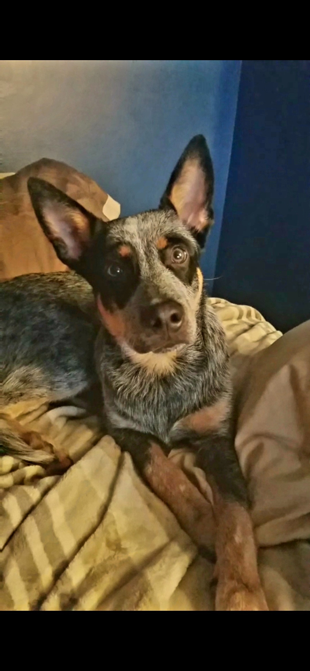 Support Tucker's Life-Saving Surgery campaign photo, 2 of 8