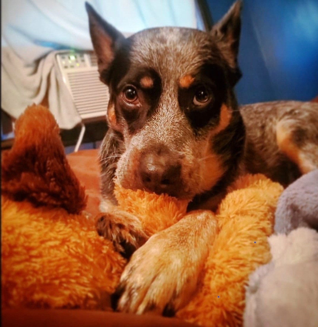 Support Tucker's Life-Saving Surgery campaign photo, 4 of 8