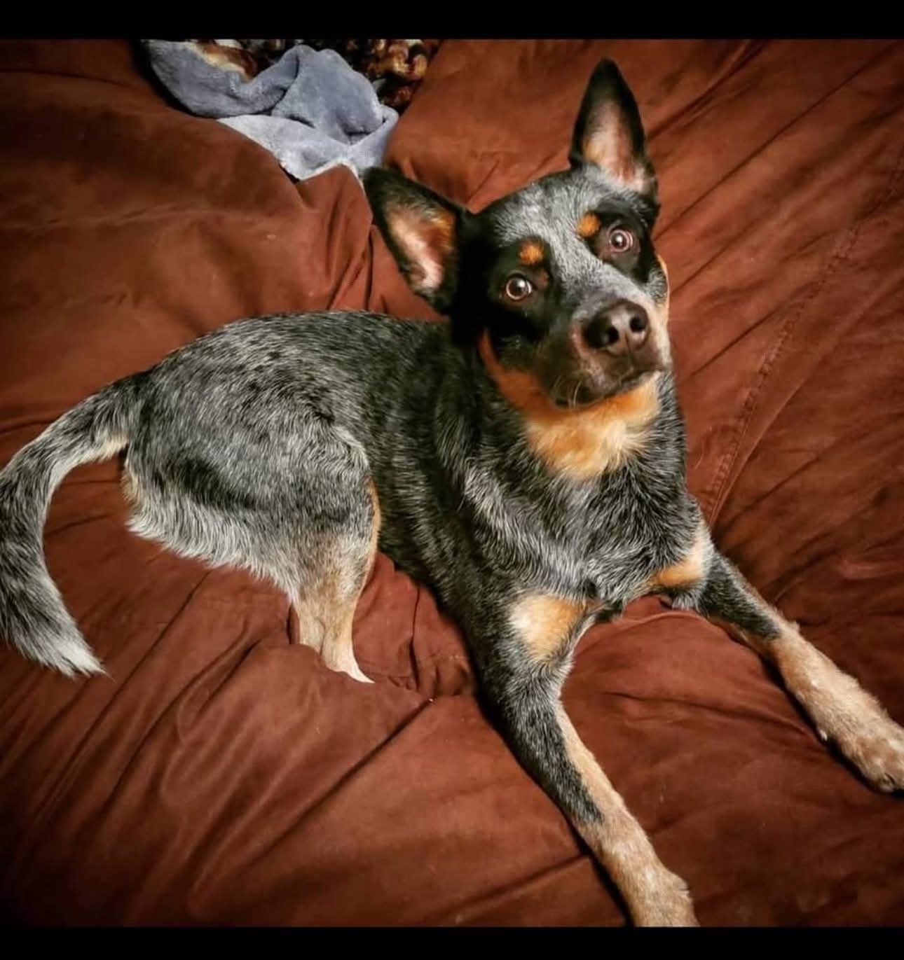 Support Tucker's Life-Saving Surgery campaign photo, 5 of 8