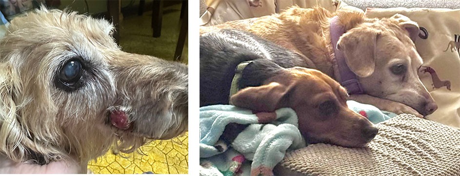 Help Isabella, Sarah4Paws, and Stella Heal campaign photo, 2 of 4