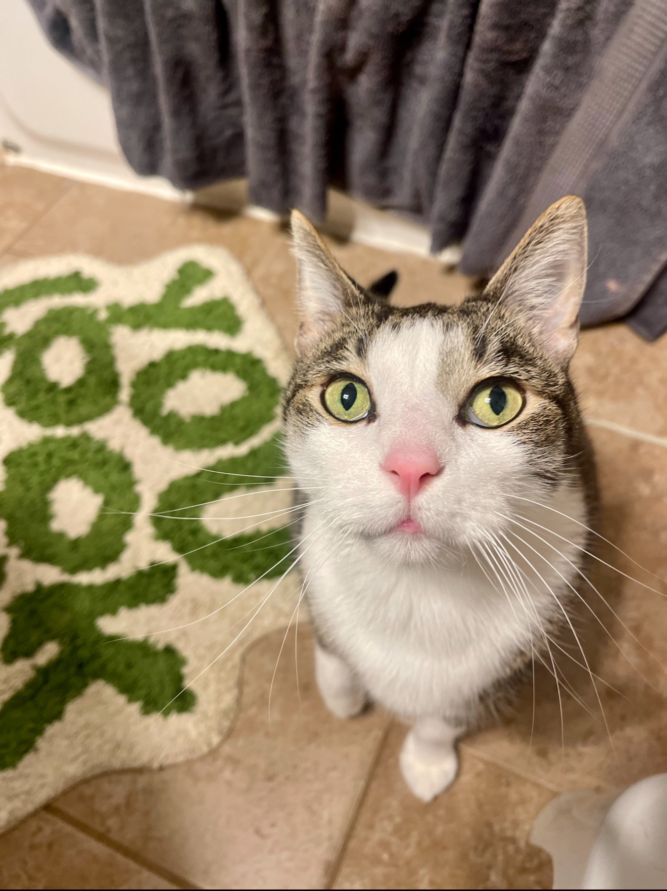 Save Dumpster: Urgent Surgery Needed campaign photo, 2 of 4
