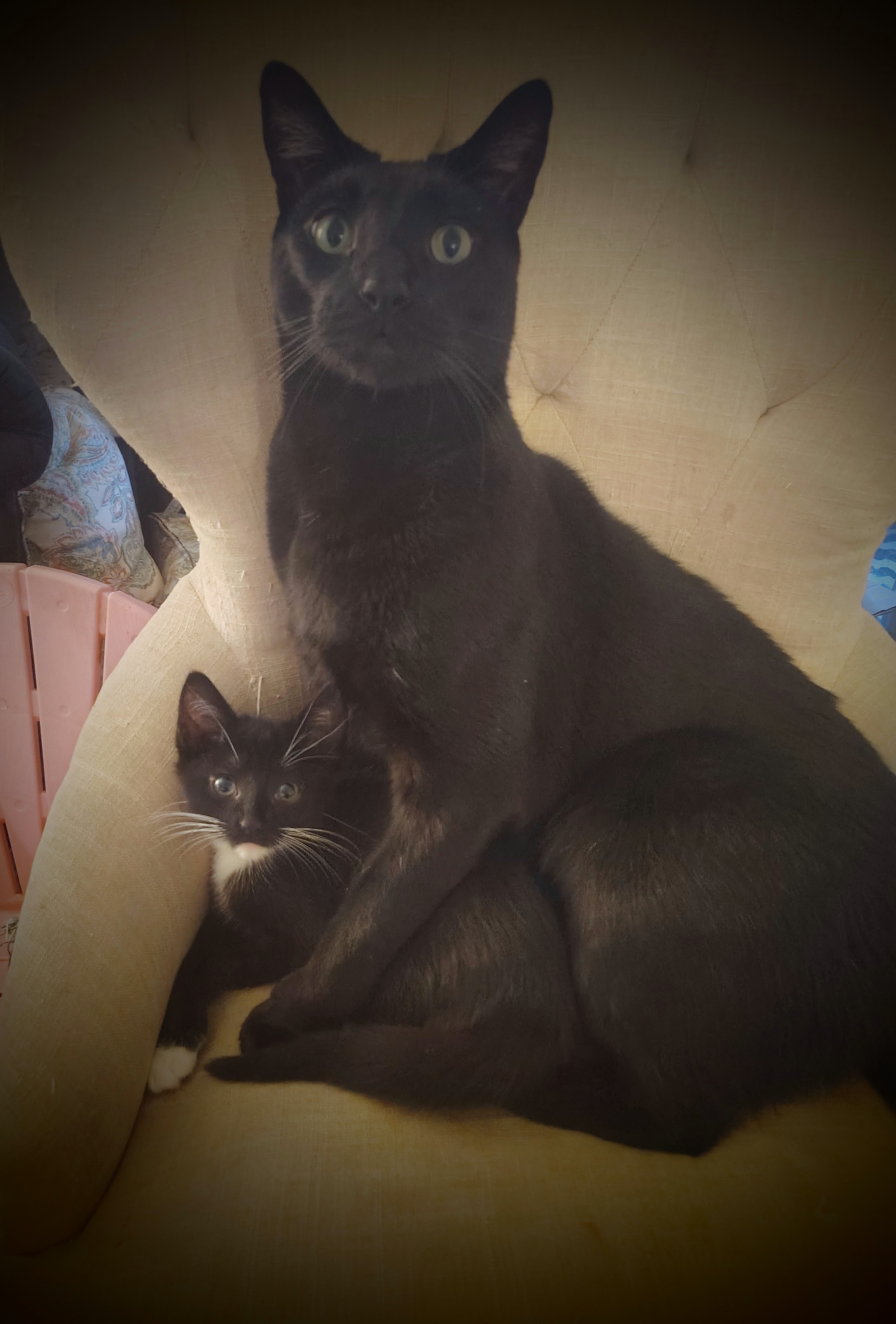 Help Us Secure a Safe Home for a new beginning! campaign photo, 2 of 8