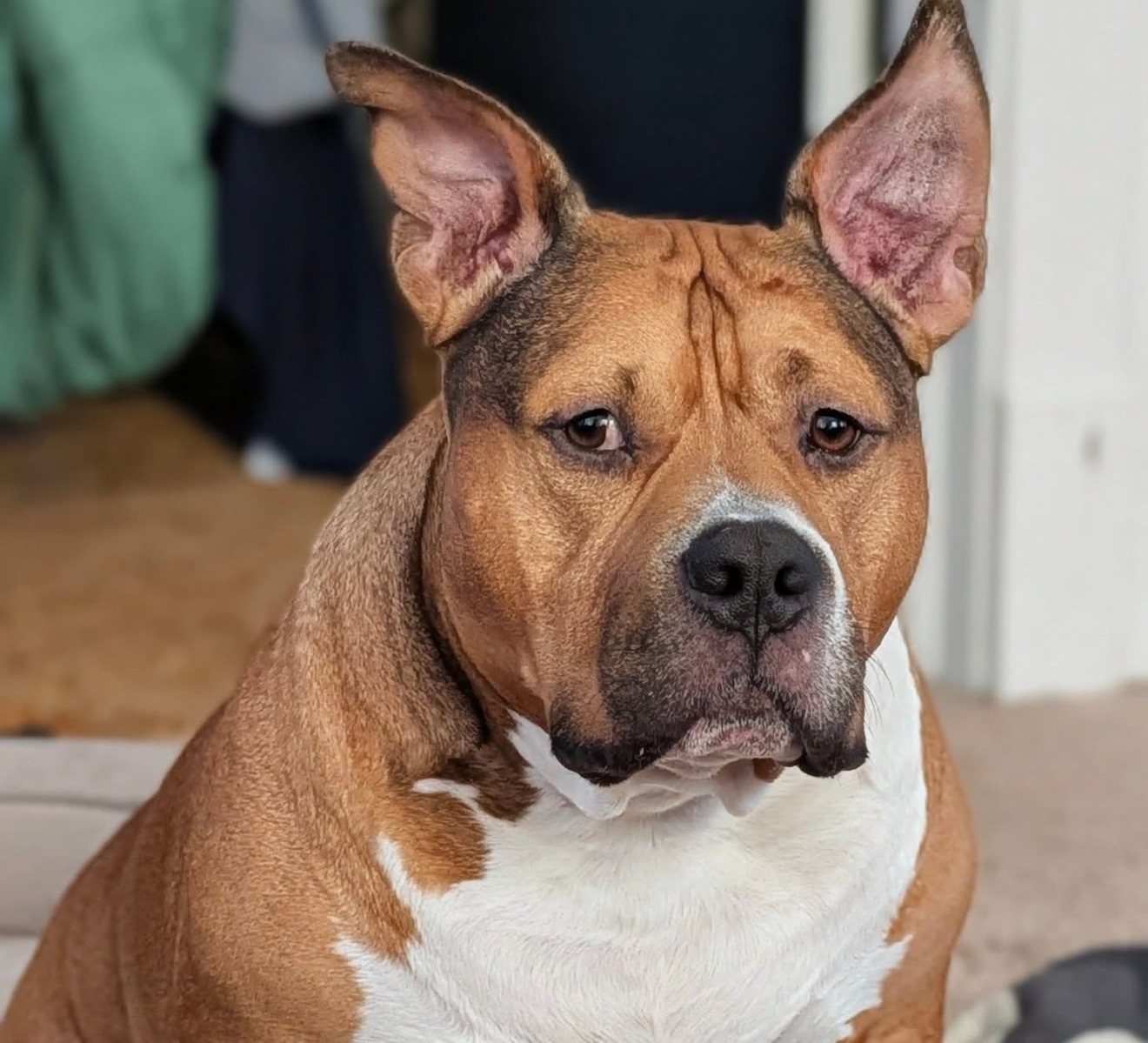Help Us Save Our Very Special Boy, Xerxes campaign photo, 6 of 7